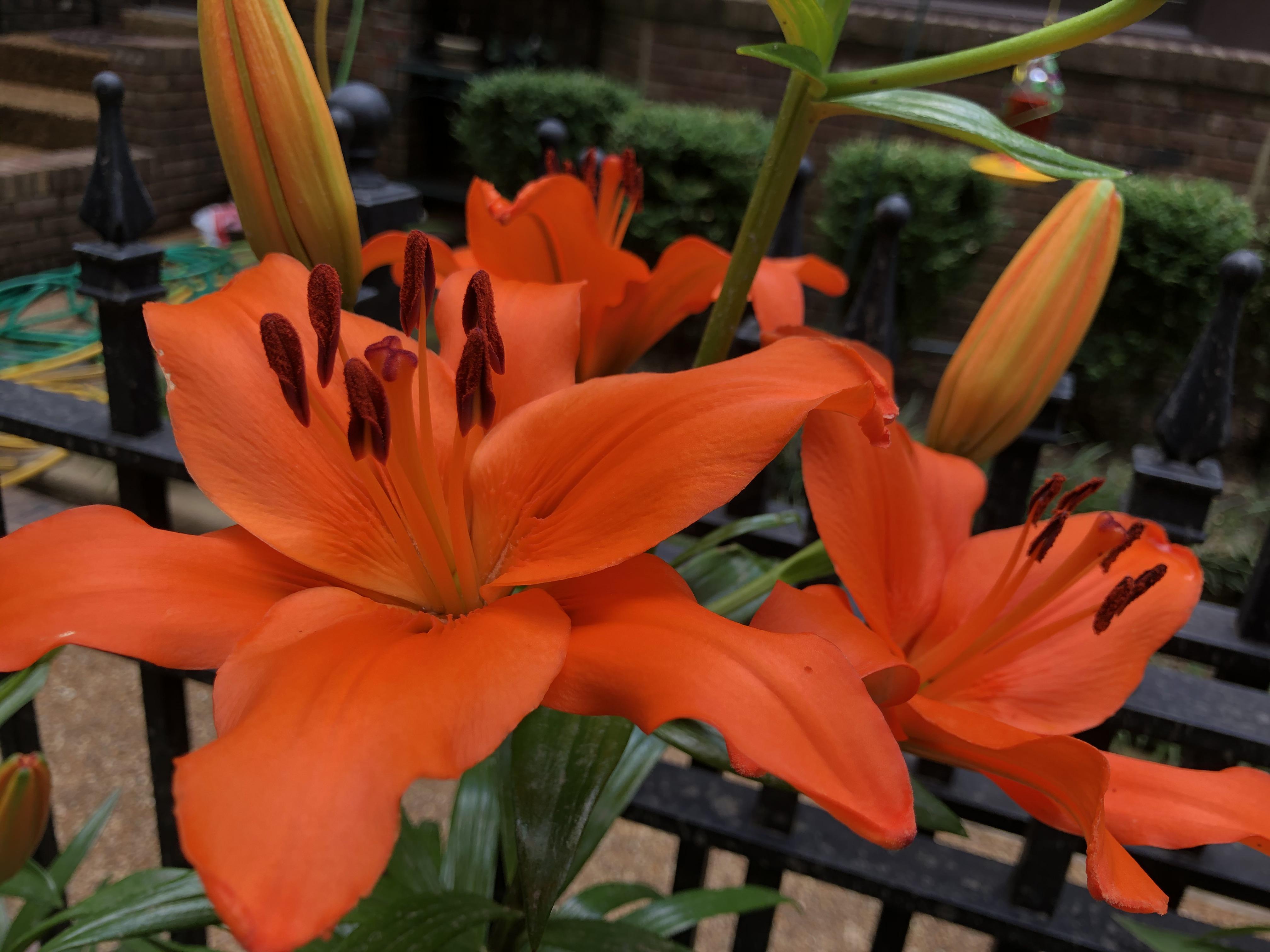 Our first lily blooms this year! r/plants