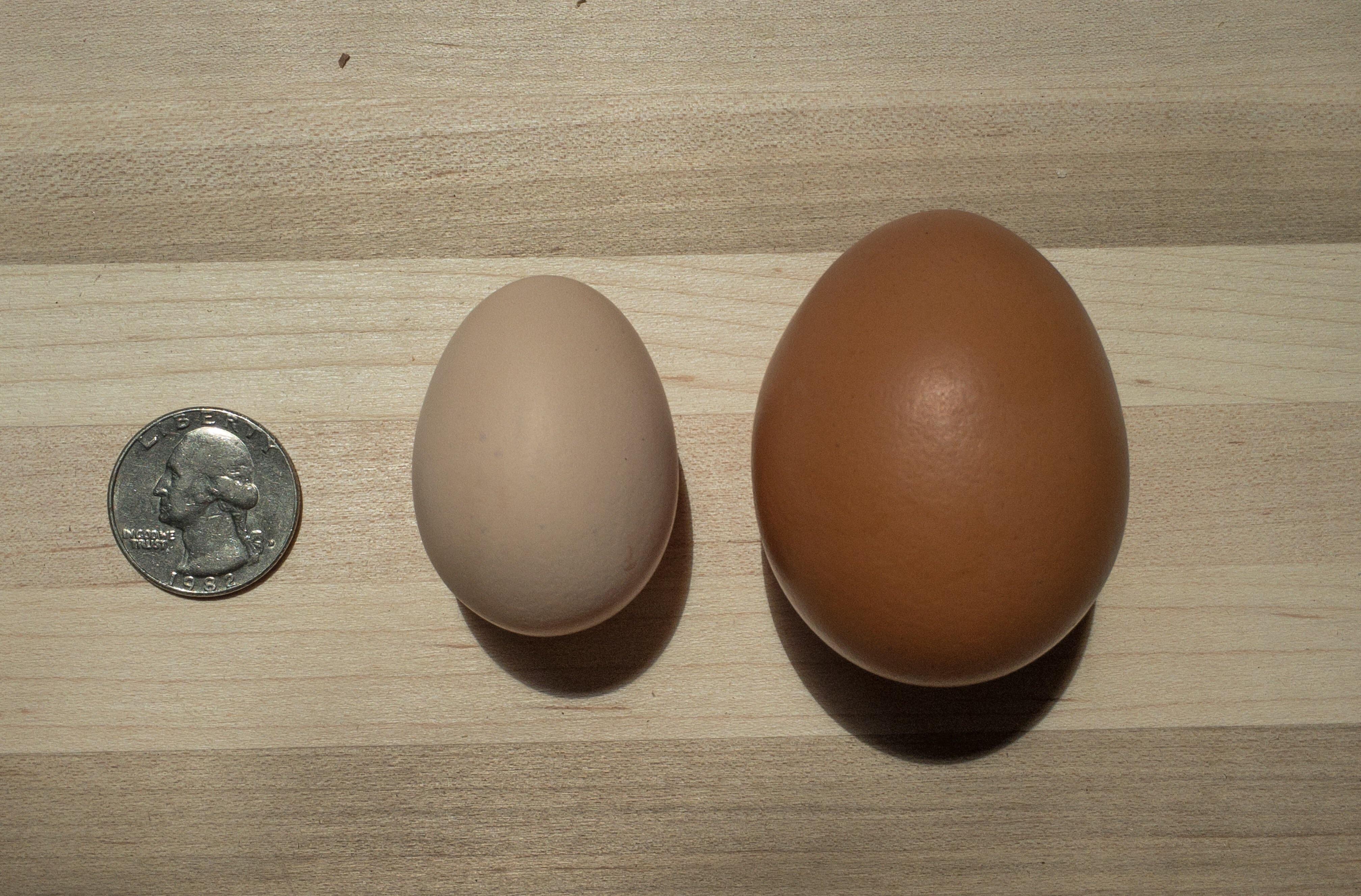 One of my white Silkies laid her first egg today! Here it is compared