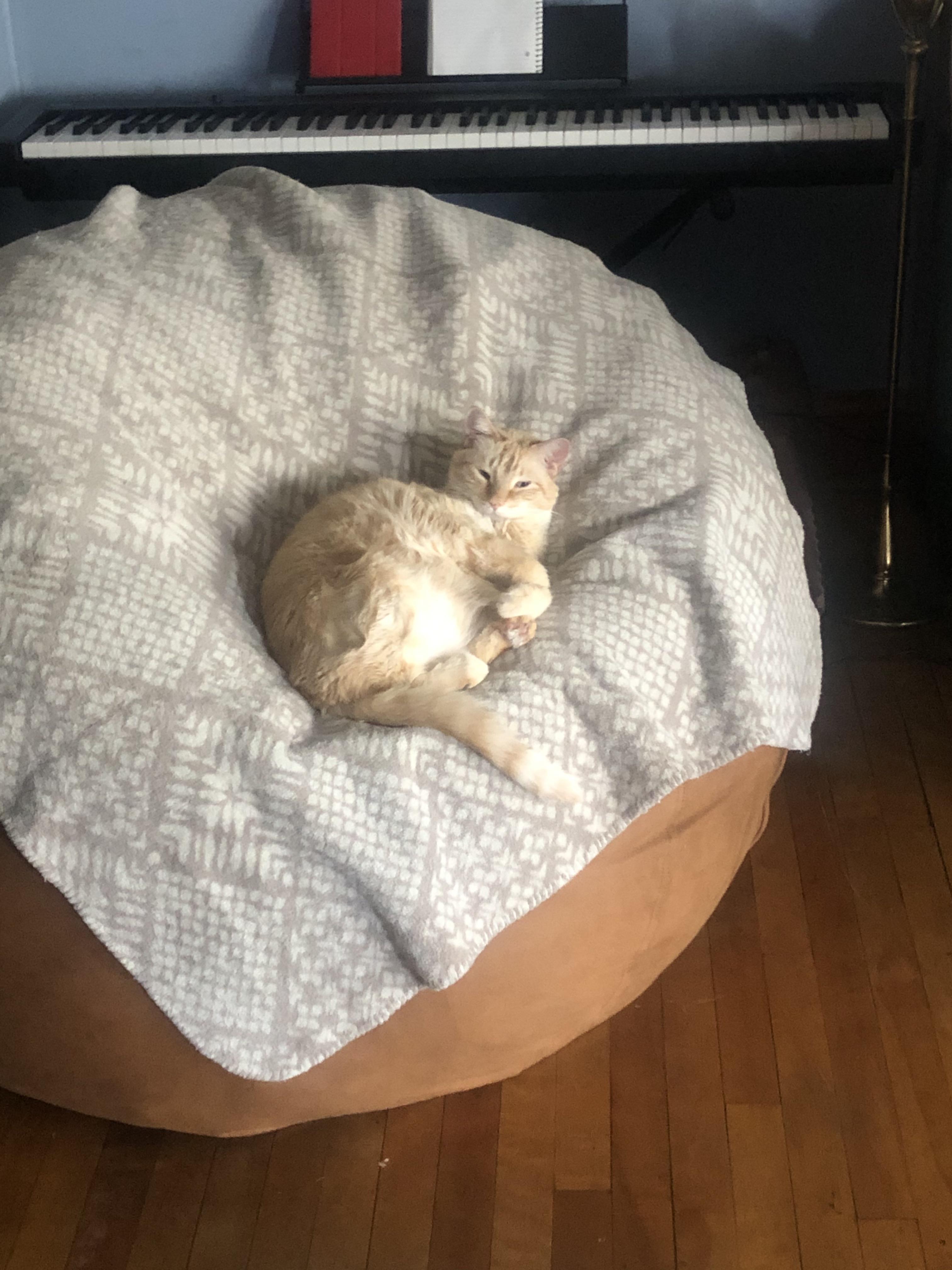 The family bean bag didn’t last a day before the dedicated