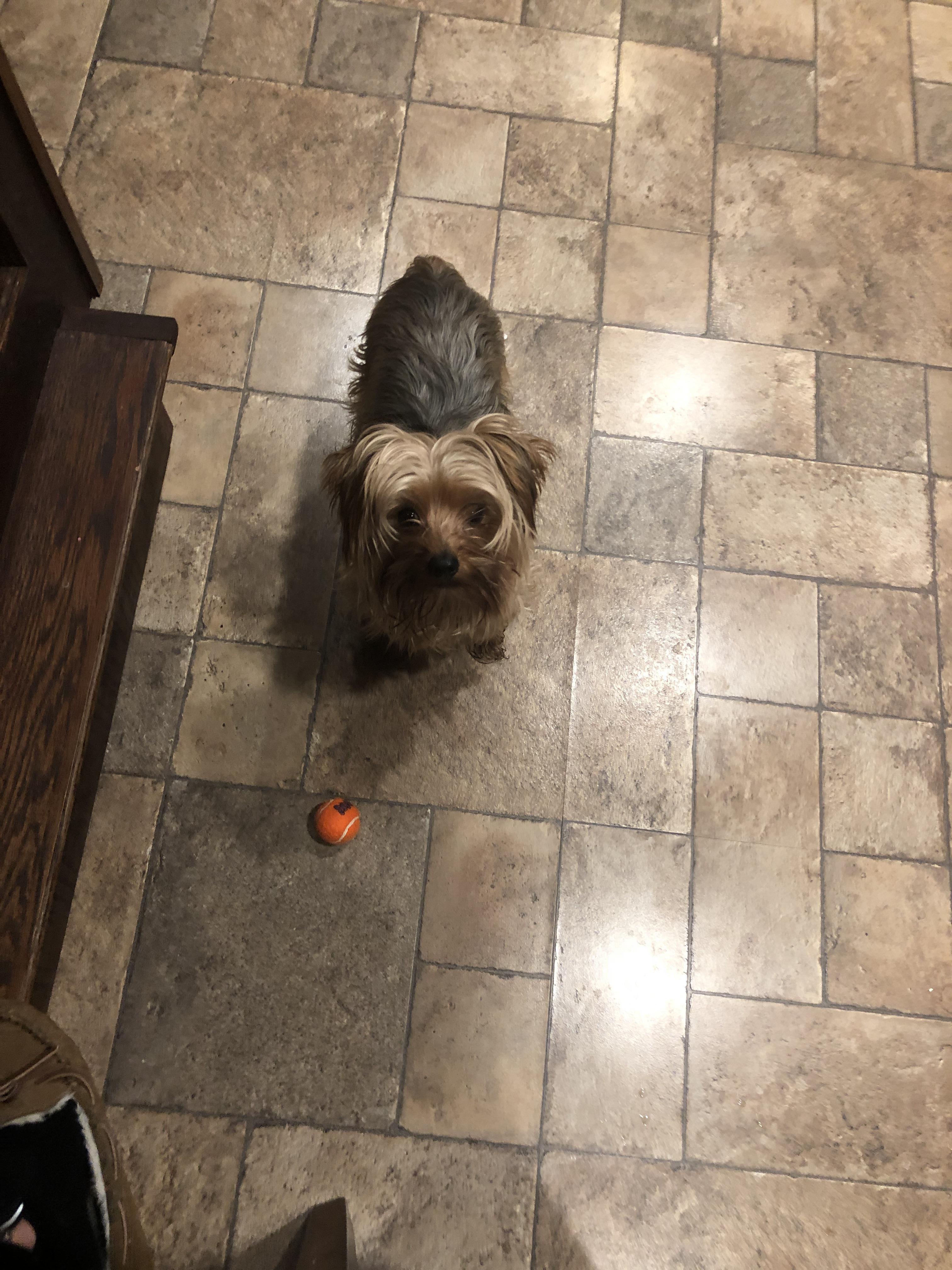 anyone else’s yorkie obsessed with balls and fetch?? r/Yorkies