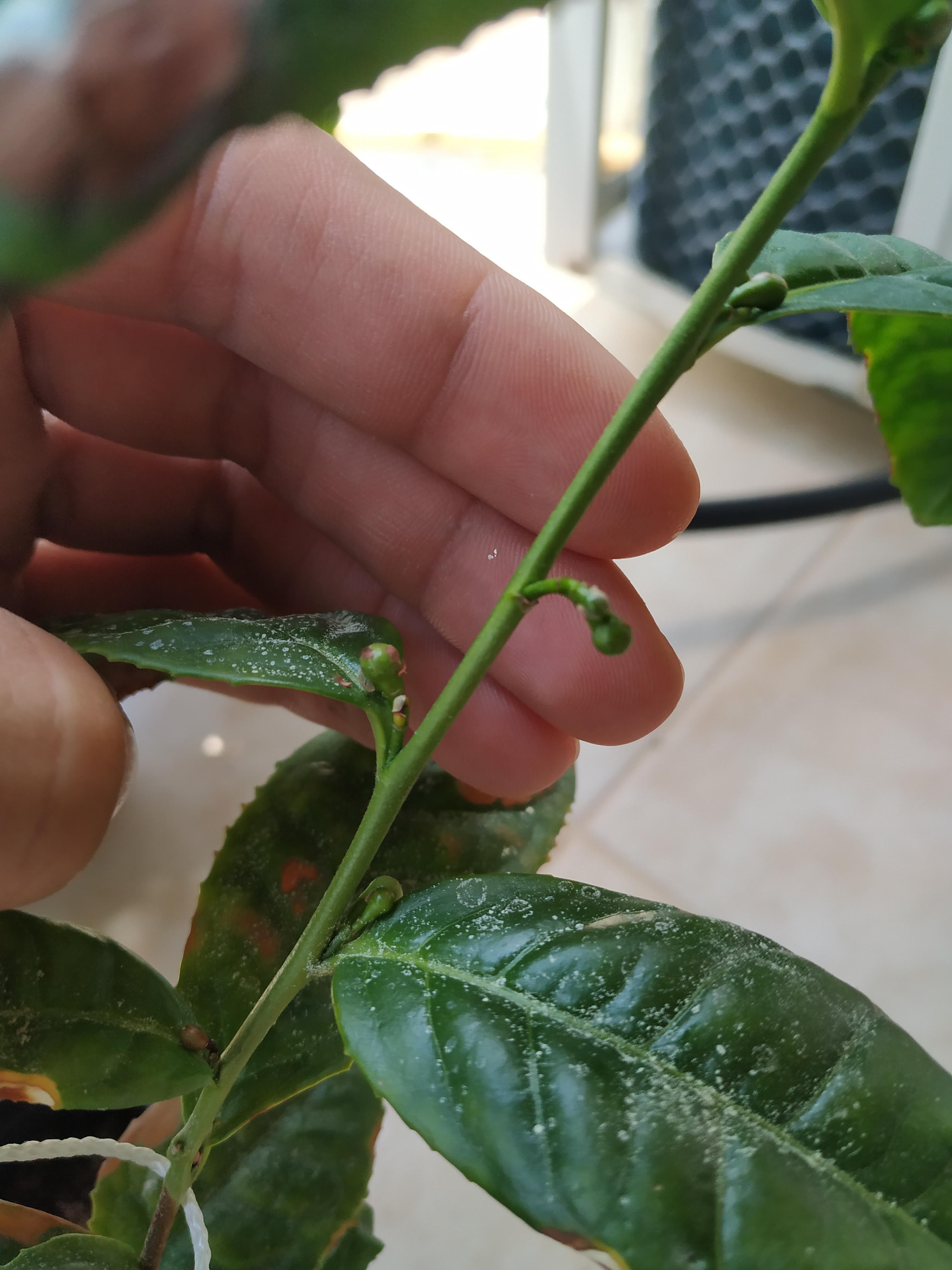 Young Camellia sinensis has flower buds r/tea
