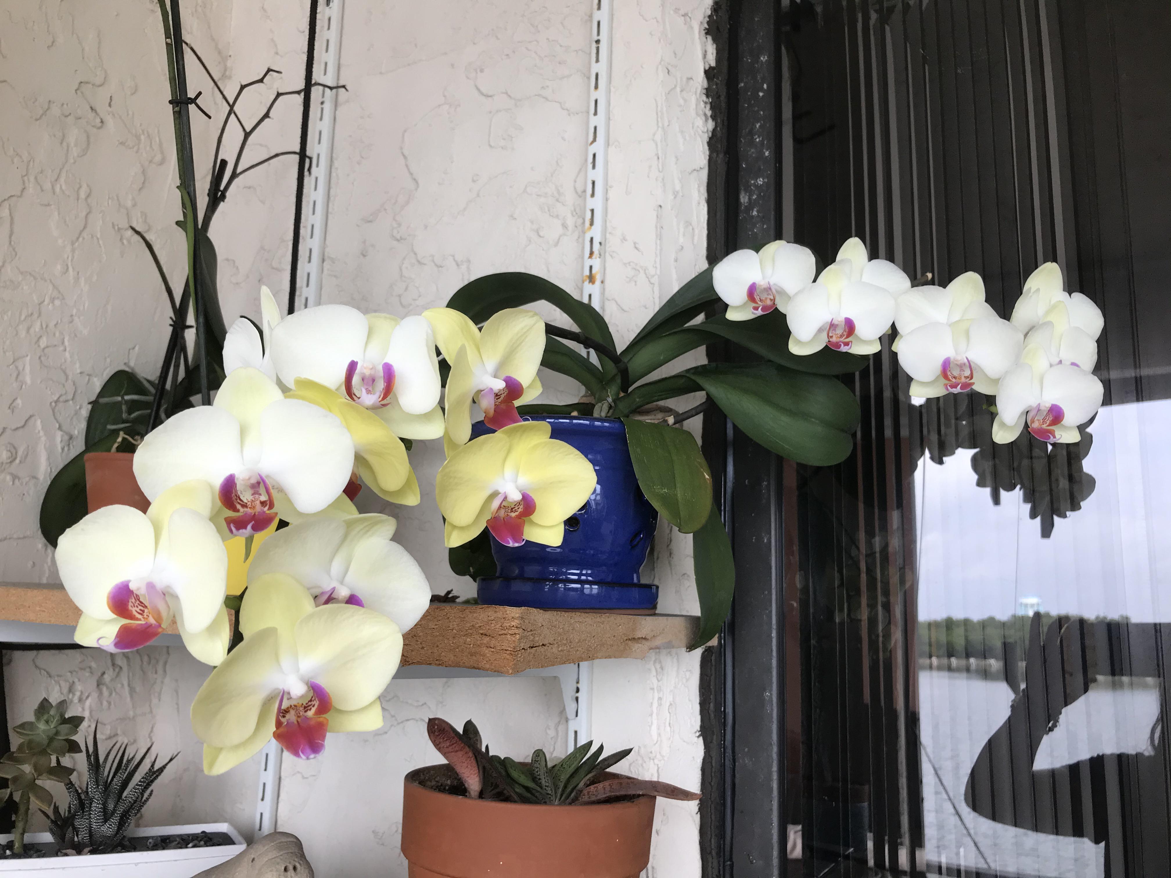 Does anyone know why the flowers fade in color? r/orchids