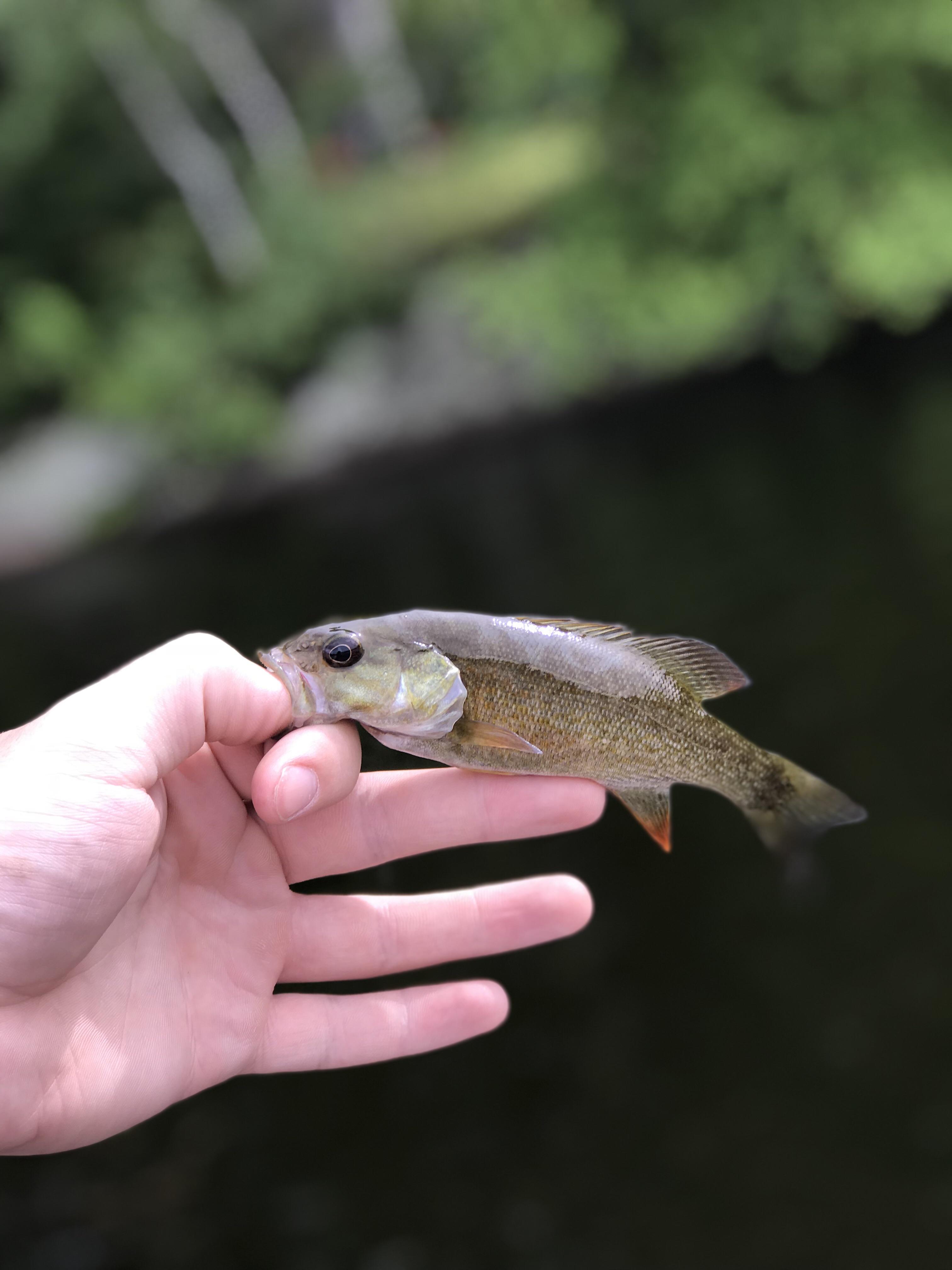 Baby smallmouth bass r/MicroFishing