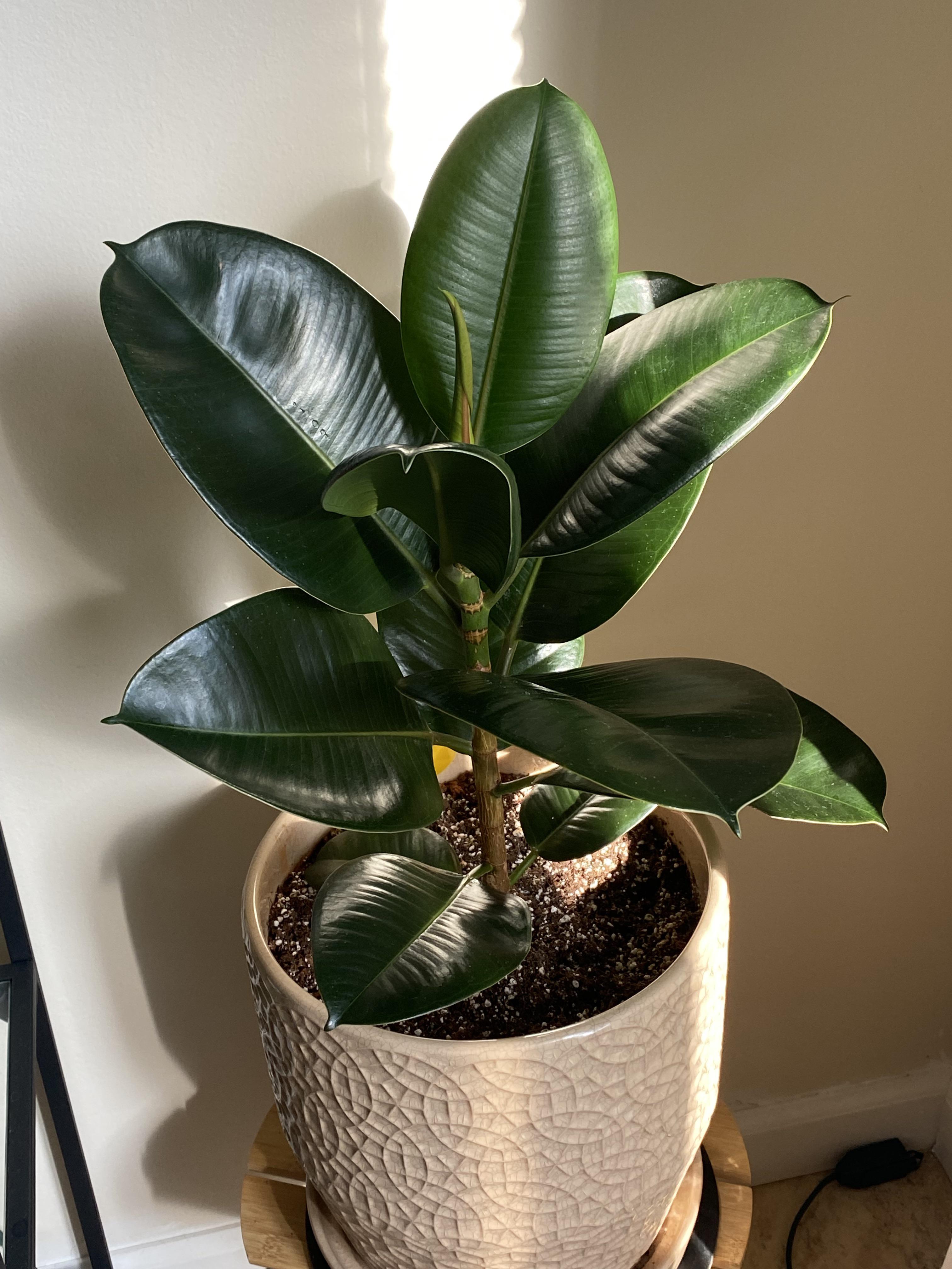 If I take my rubber plant outside for growing season, when I bring it back inside is it going to