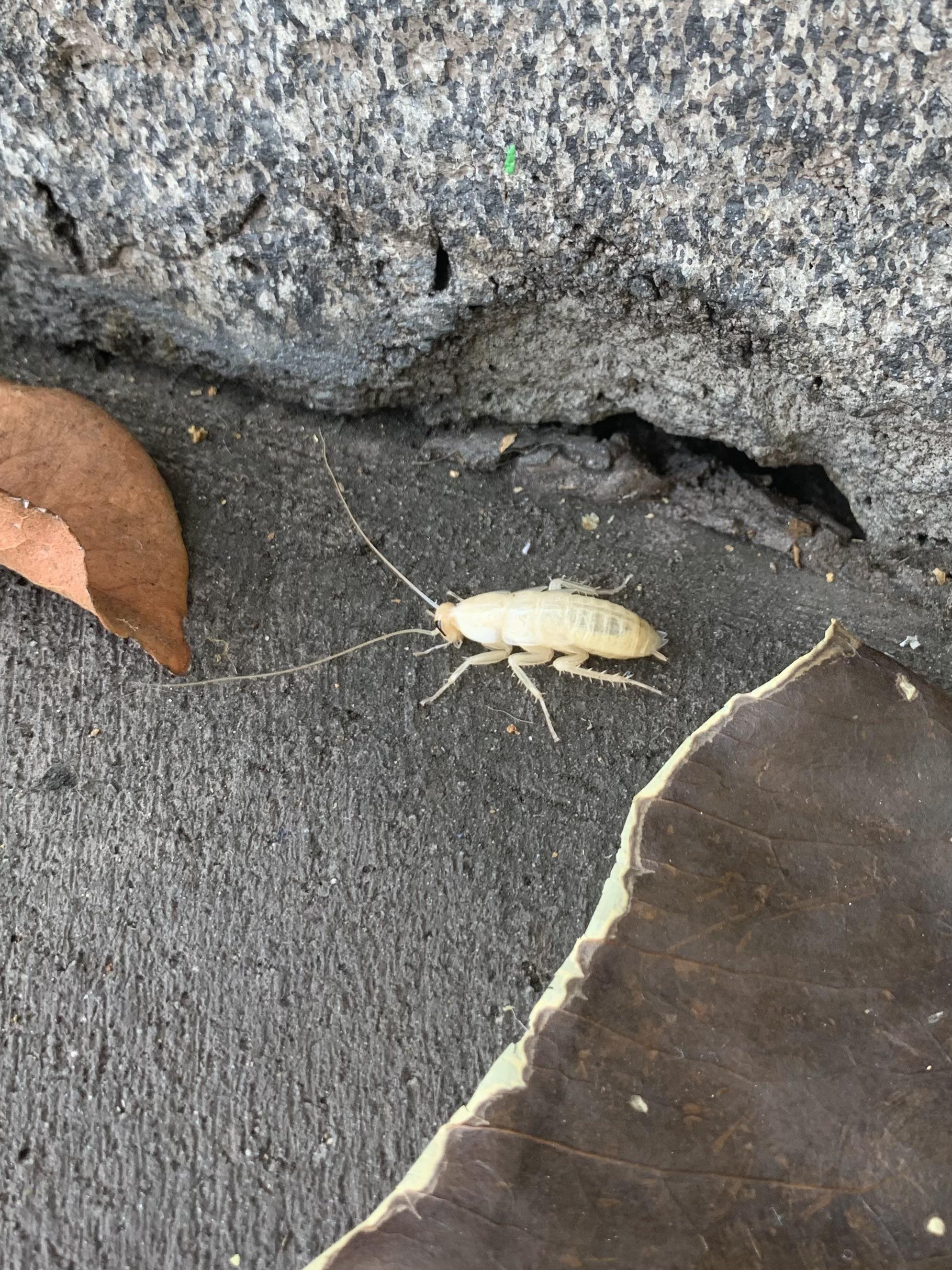 This white cockroach I saw at the San Diego Zoo. r/RealLifeShinies