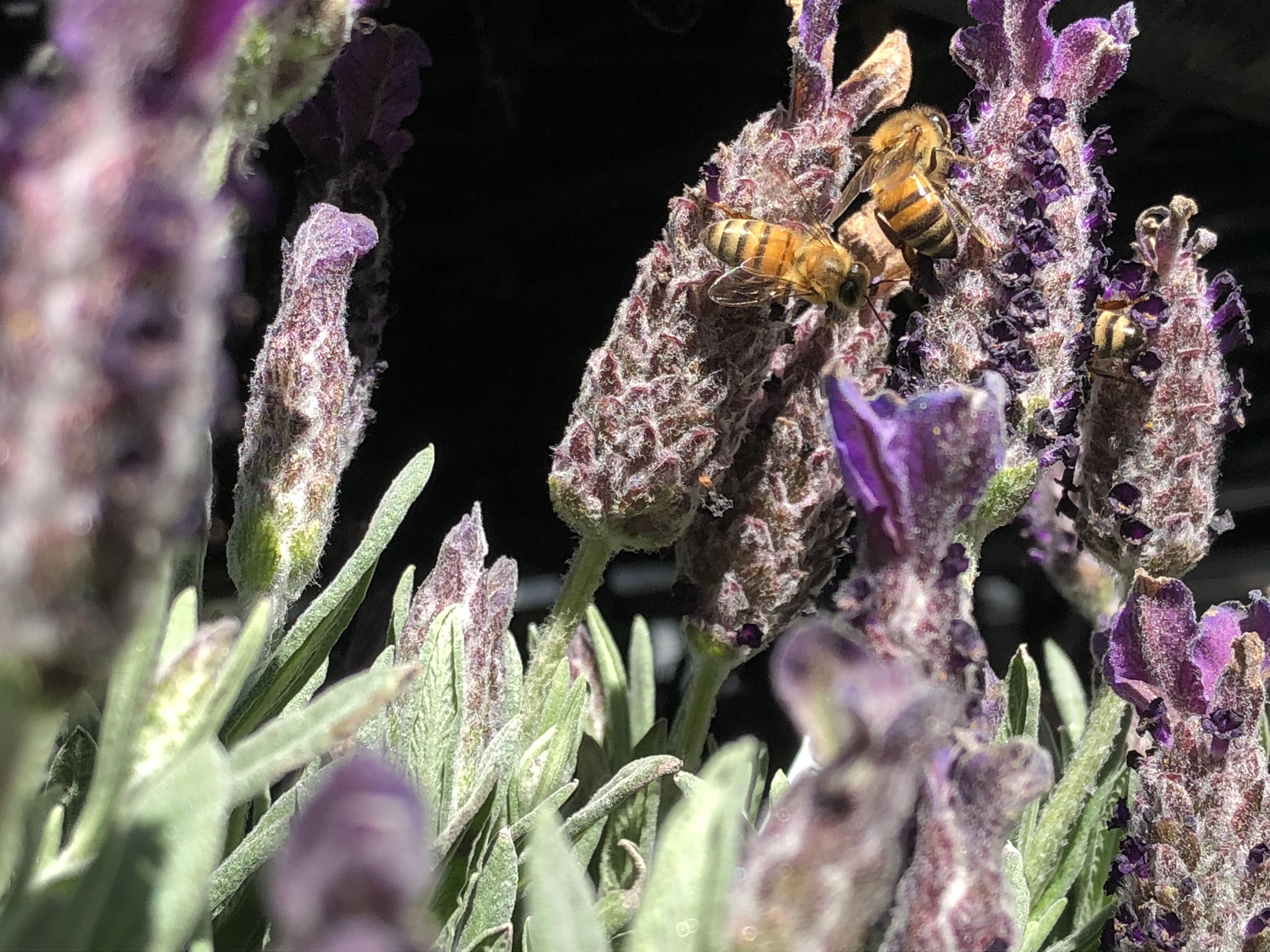 Bees on Lavender r/bees
