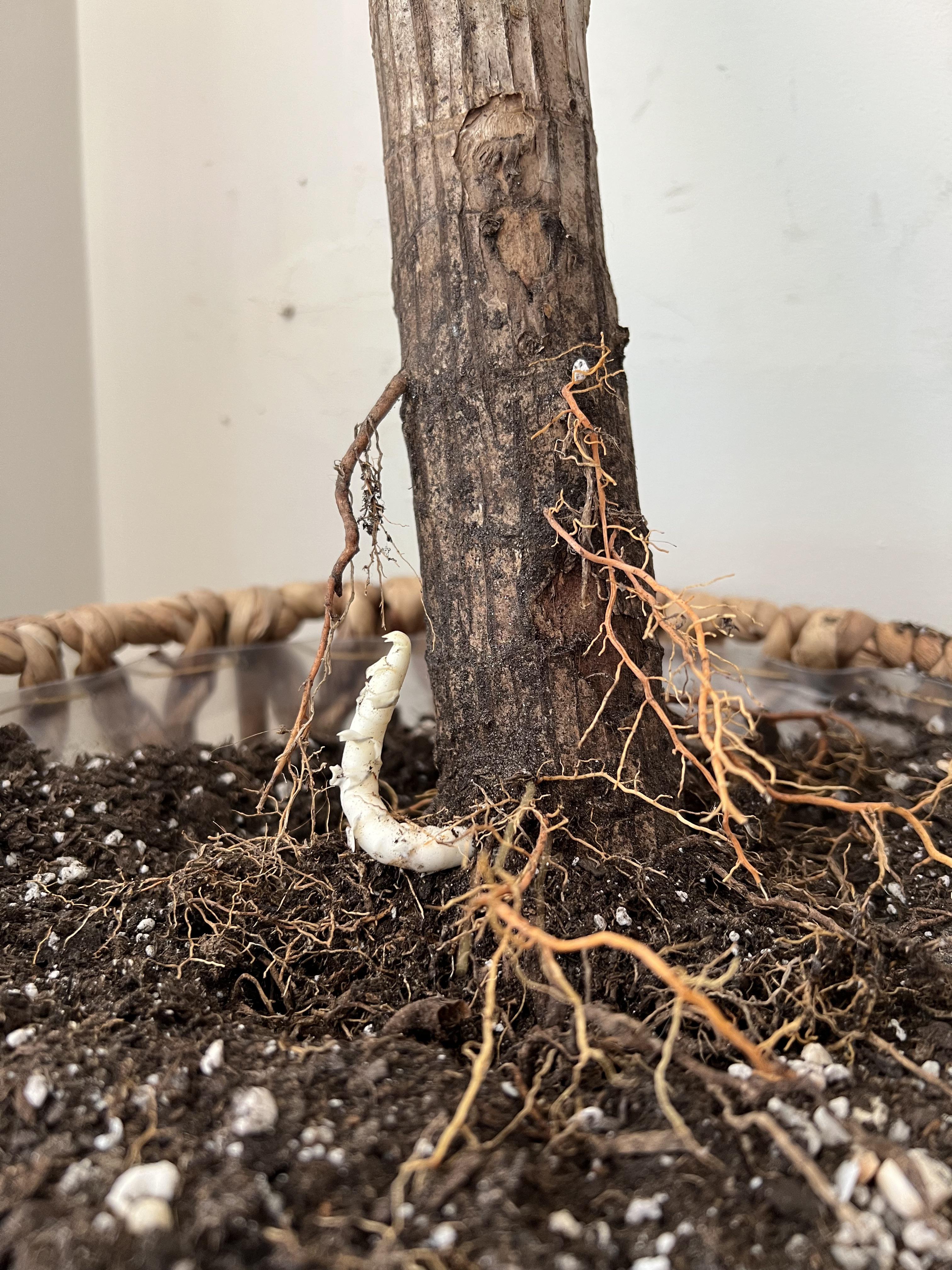What is this white thing growing on my corn plant root? r/plantclinic