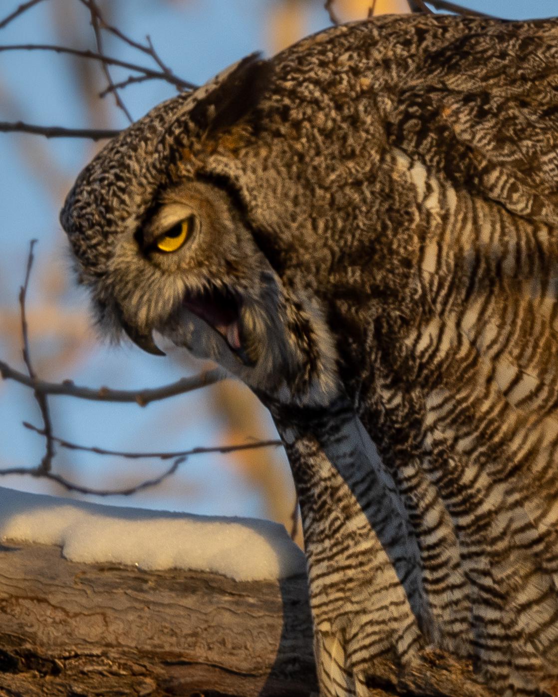 Great Horned Howl in sunset golden hour light...just after spitting up