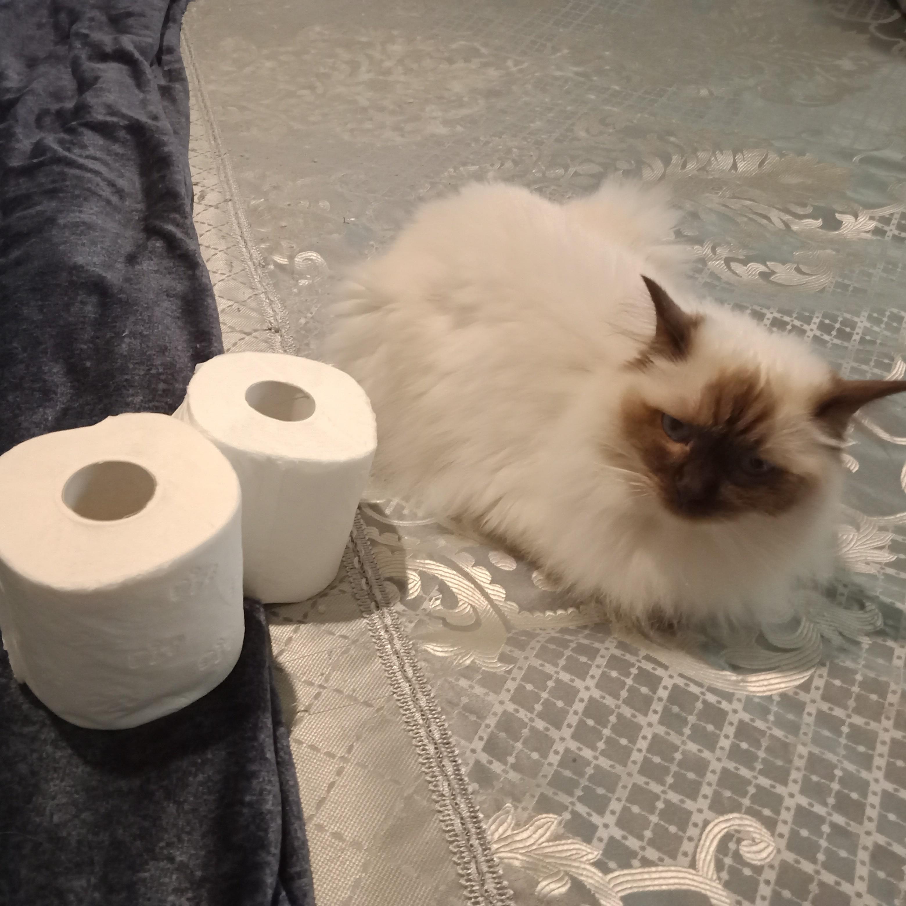 Our Emergency stockpile of toilet paper is down to 2 rolls