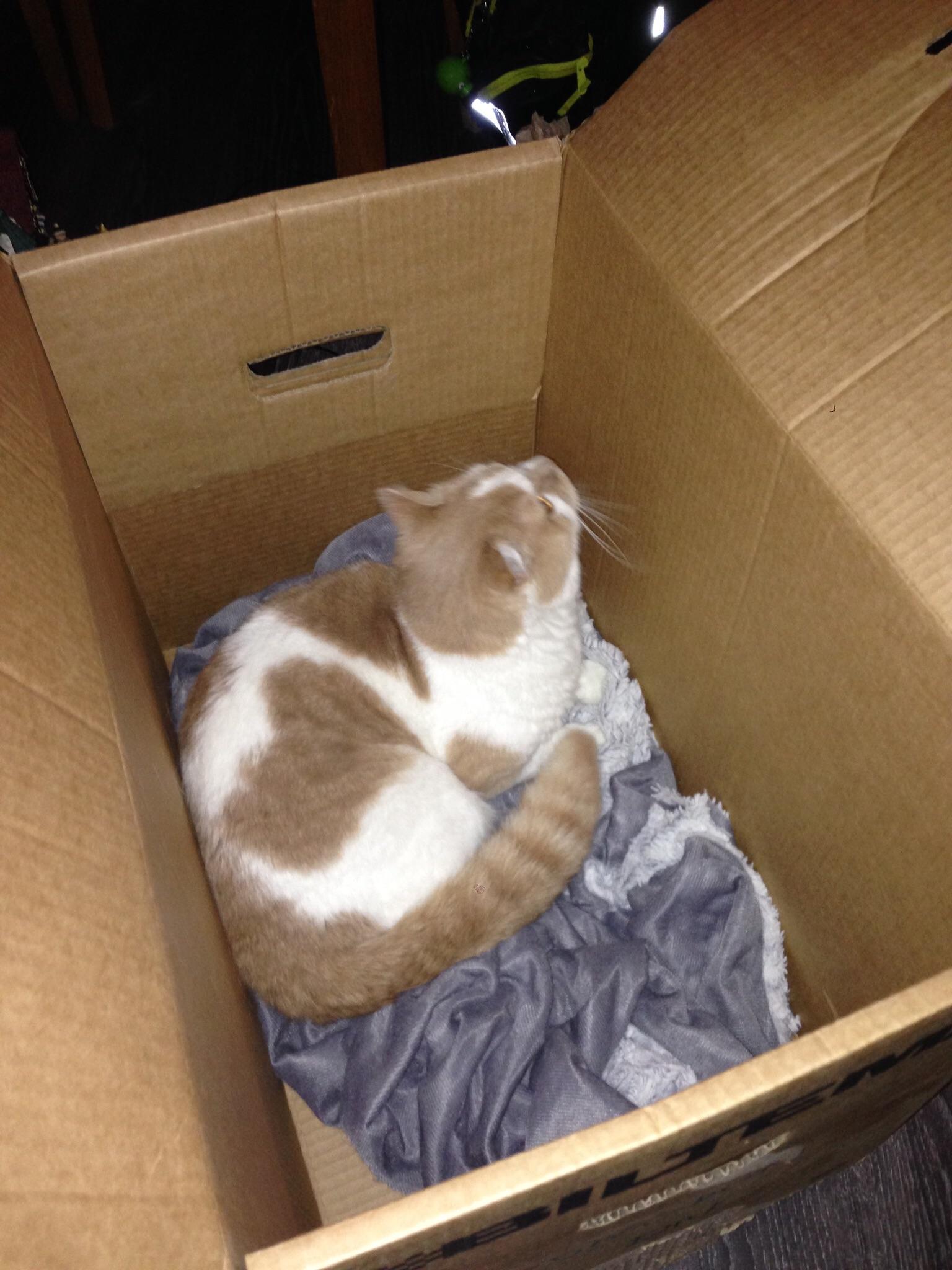 Made a box bed for my cat r/aww