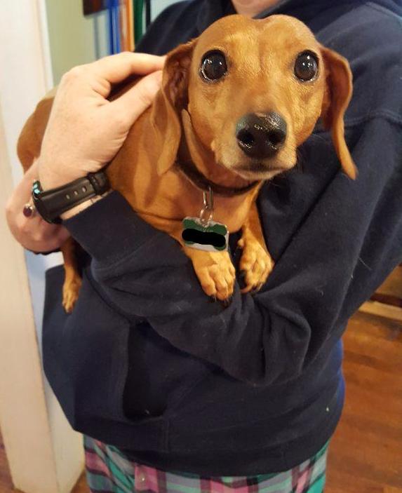 Nervous dachshund at the vet r/aww