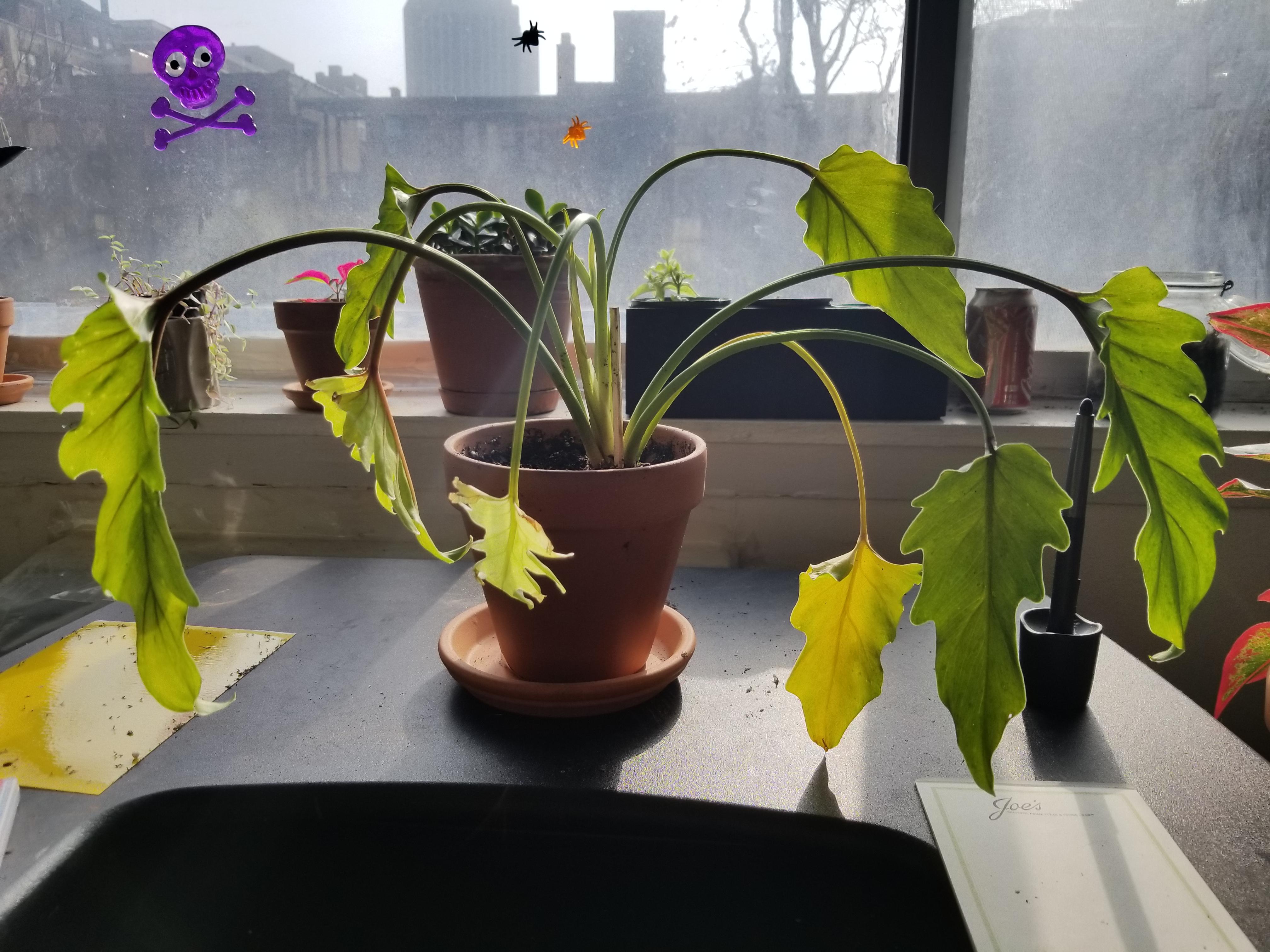 Got this rooted Philodendron Xanadu cutting from a plant swap that has