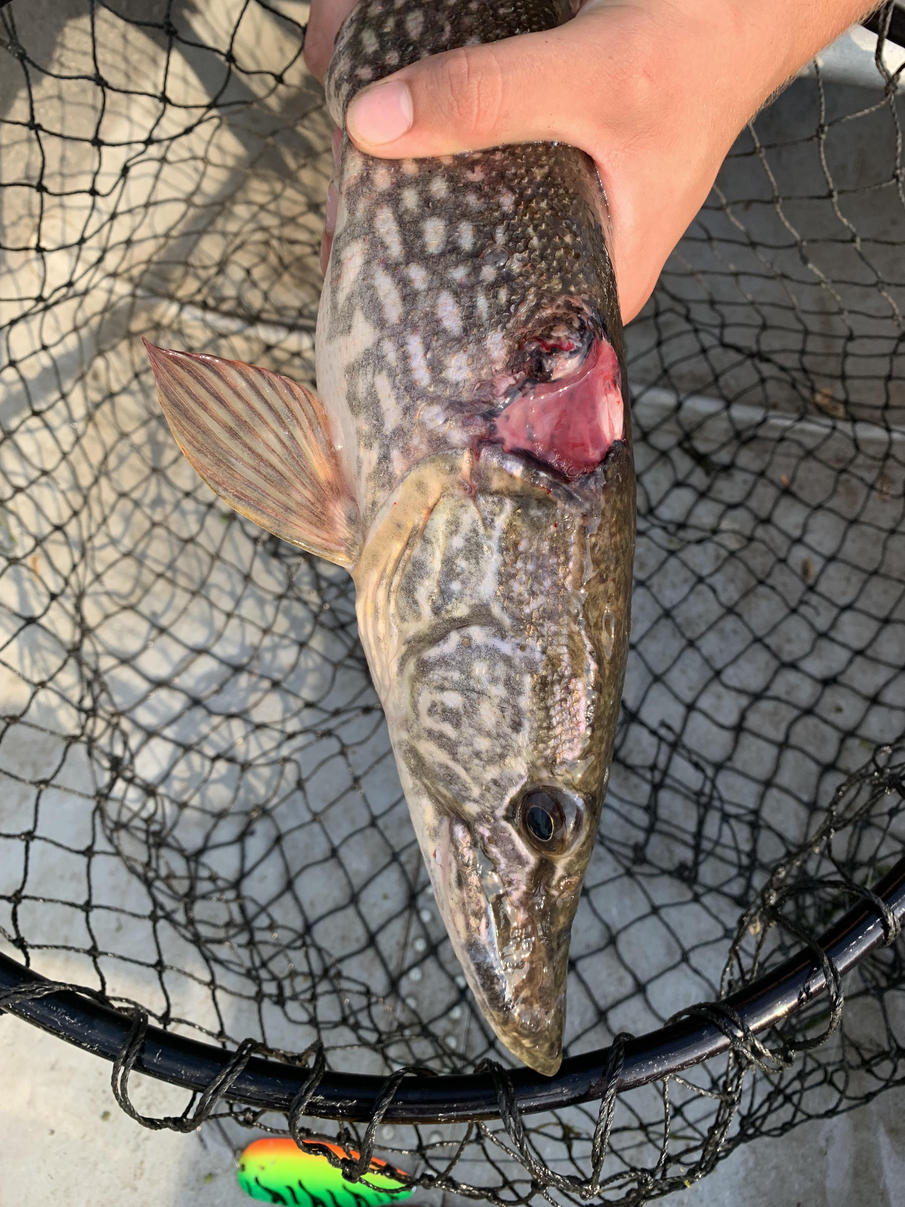 Northern Pike Bites Hand(04)