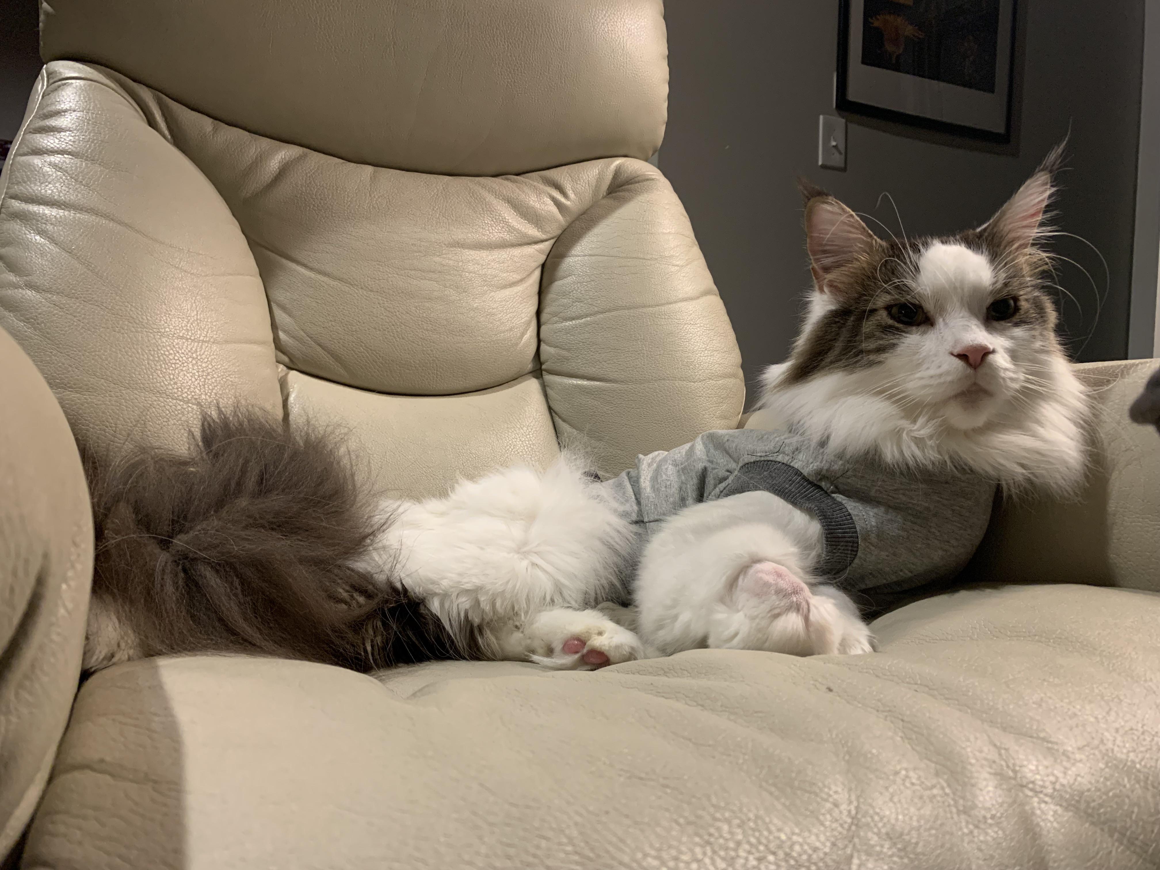 My 4 year old cat, Rick, had emergency surgery last week for the second