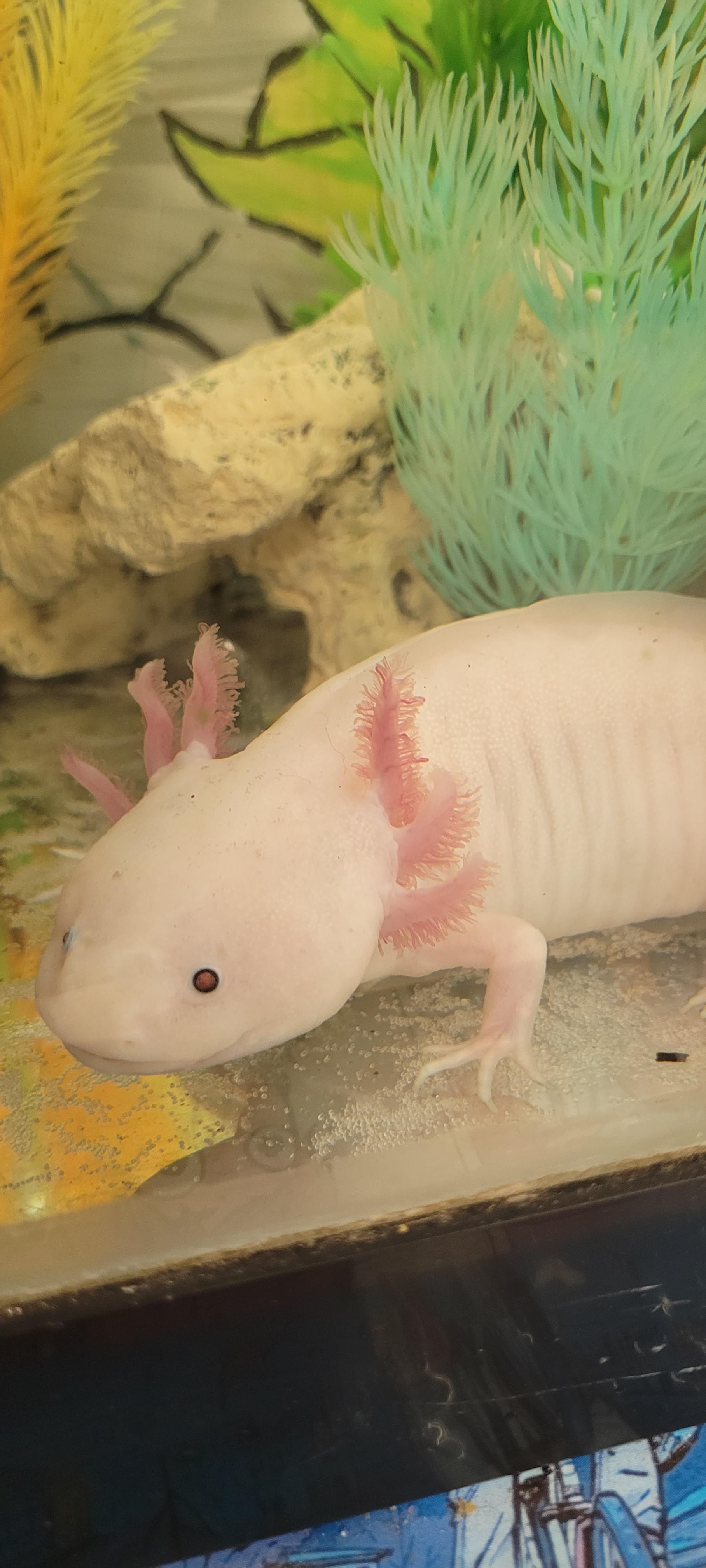 Iliad turned her attention right to the camera today! 💗(Are those