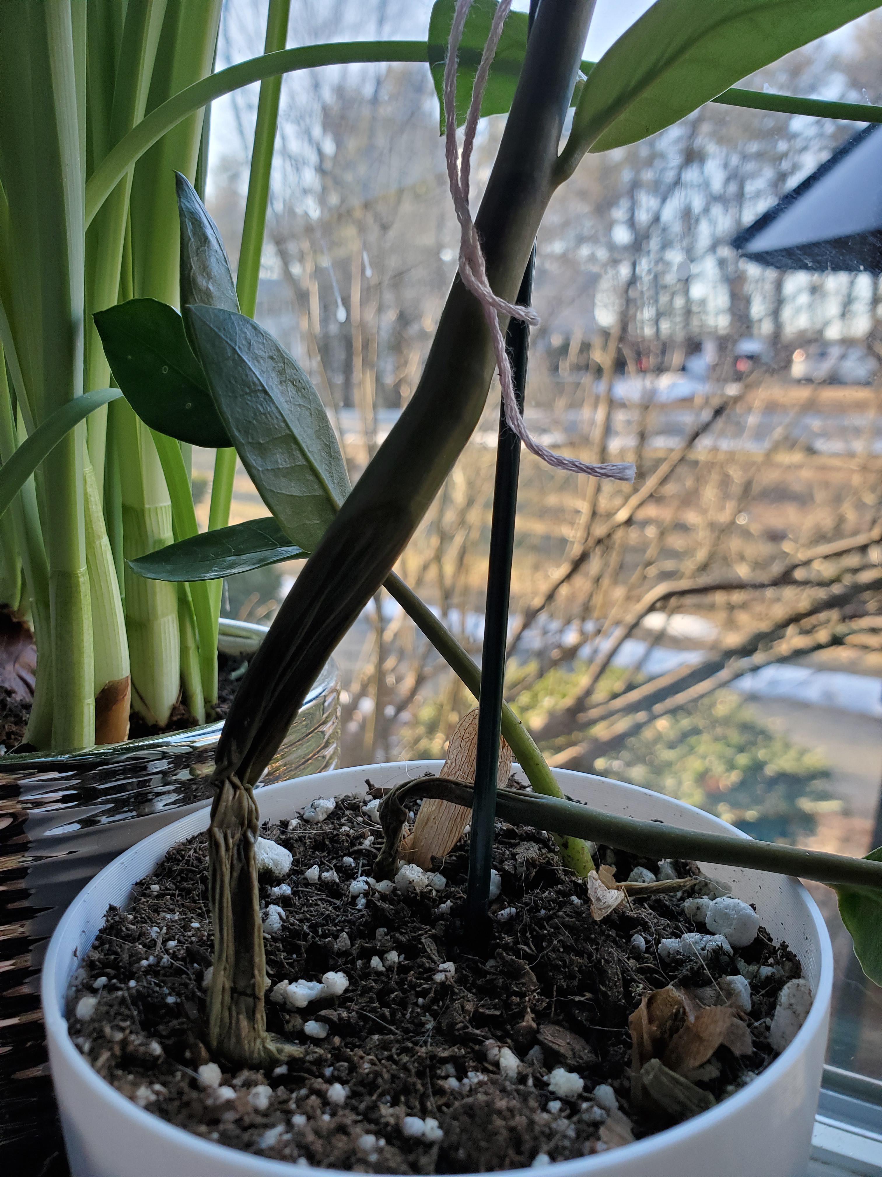 ZZ Plant? ] He was doing so well and then the stems began wrinkling