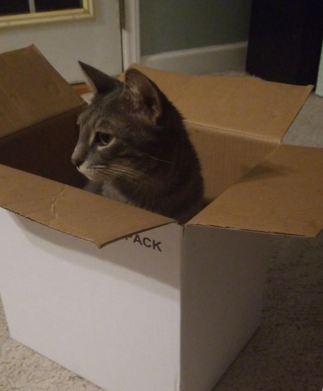 Found a bigger box, less cramped in this one! catsinboxes