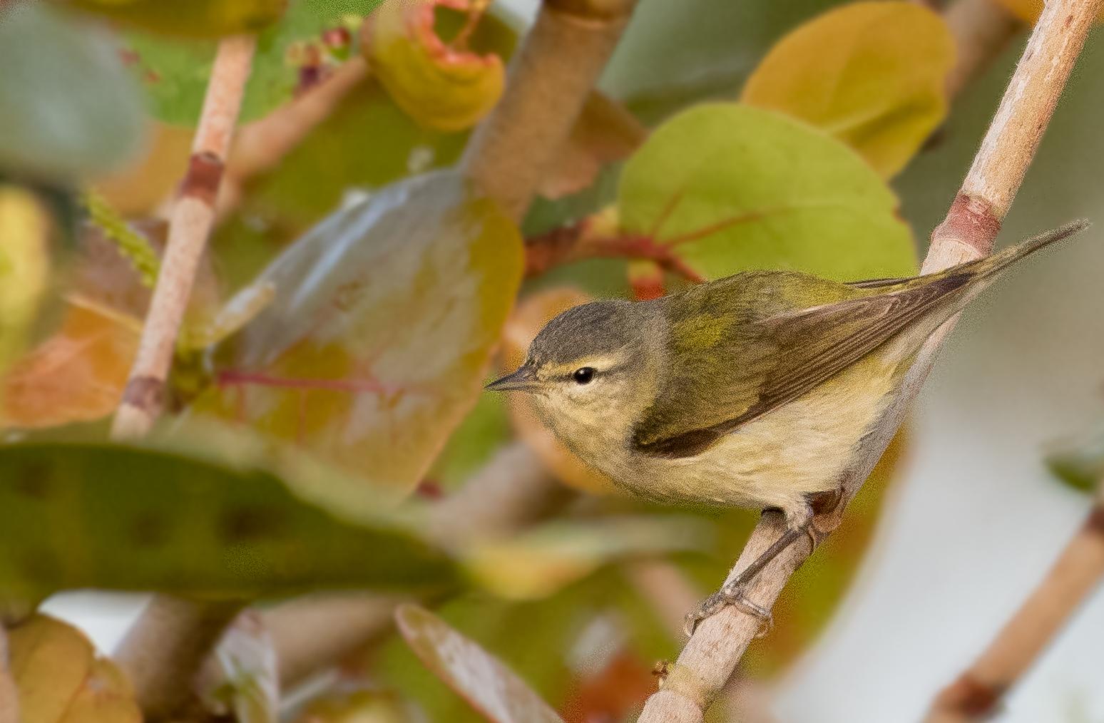 Warbling or Philadelphia vireo? St. Petersburg, Florida r/whatsthisbird