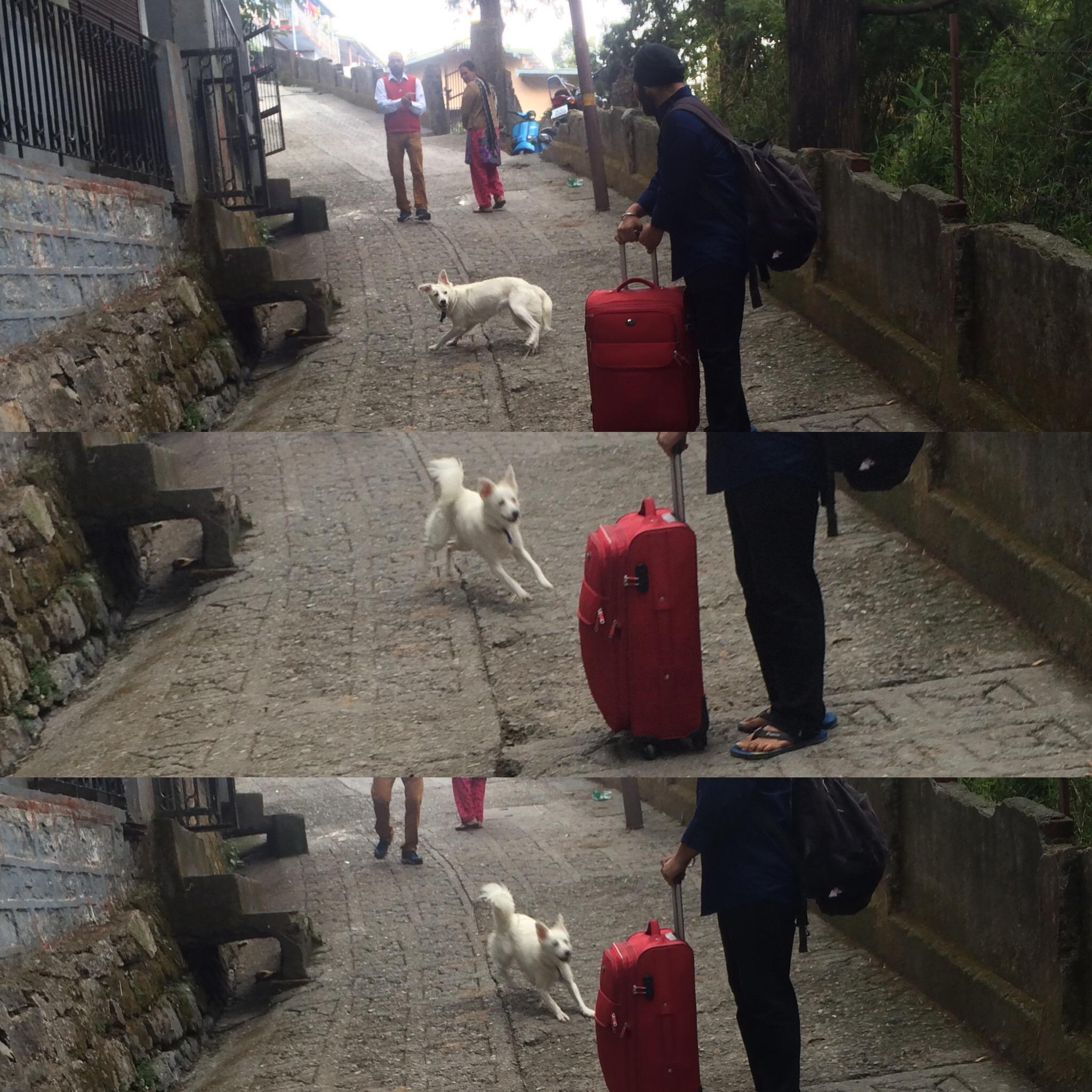 Totally random dog doing us some zoomies r/Zoomies