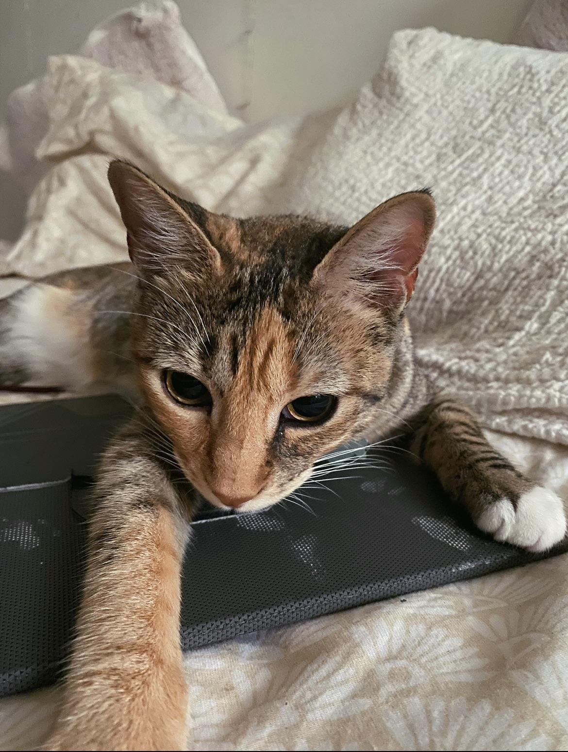 My girl Cleo’s right eye has leaked a cleabrownish liquid since the day I got her. If I don’t