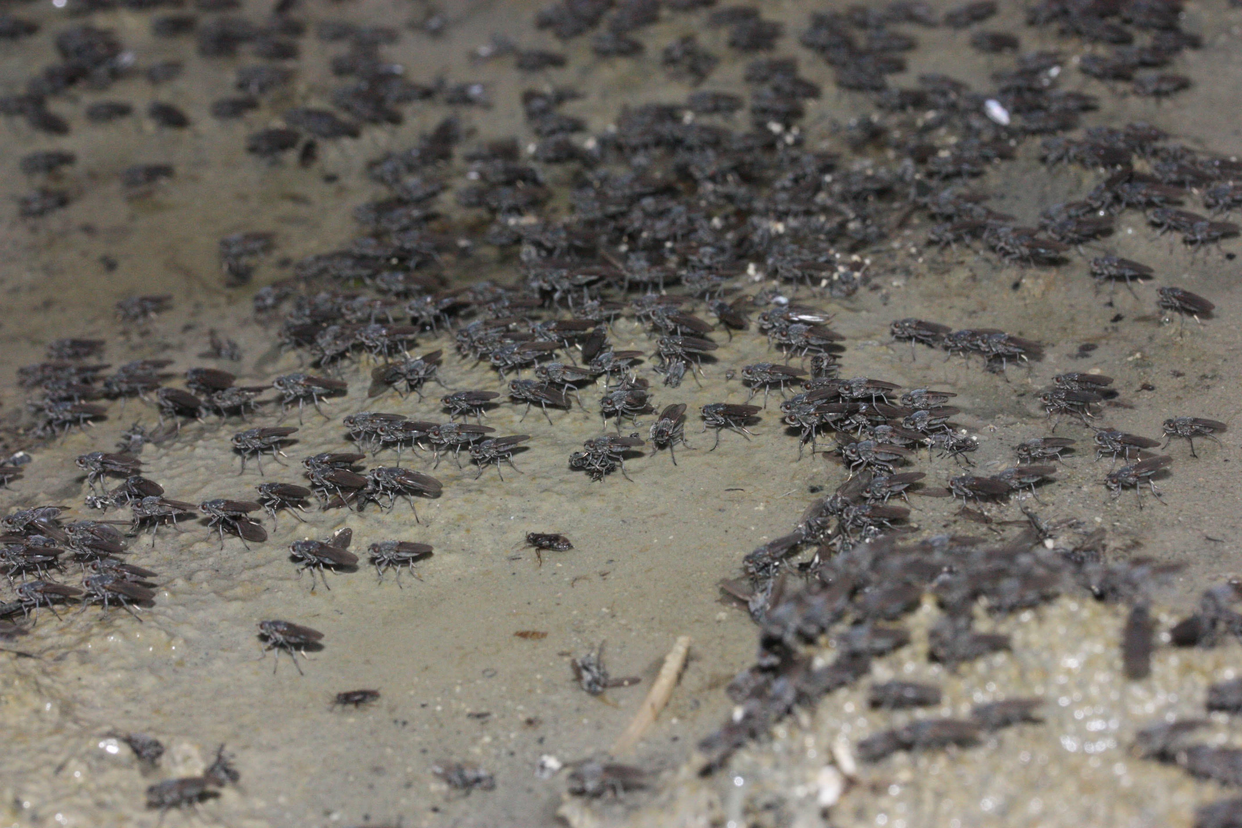 Alkali flies (Ephydra hians), a speices of brine fly, at Mono Lake