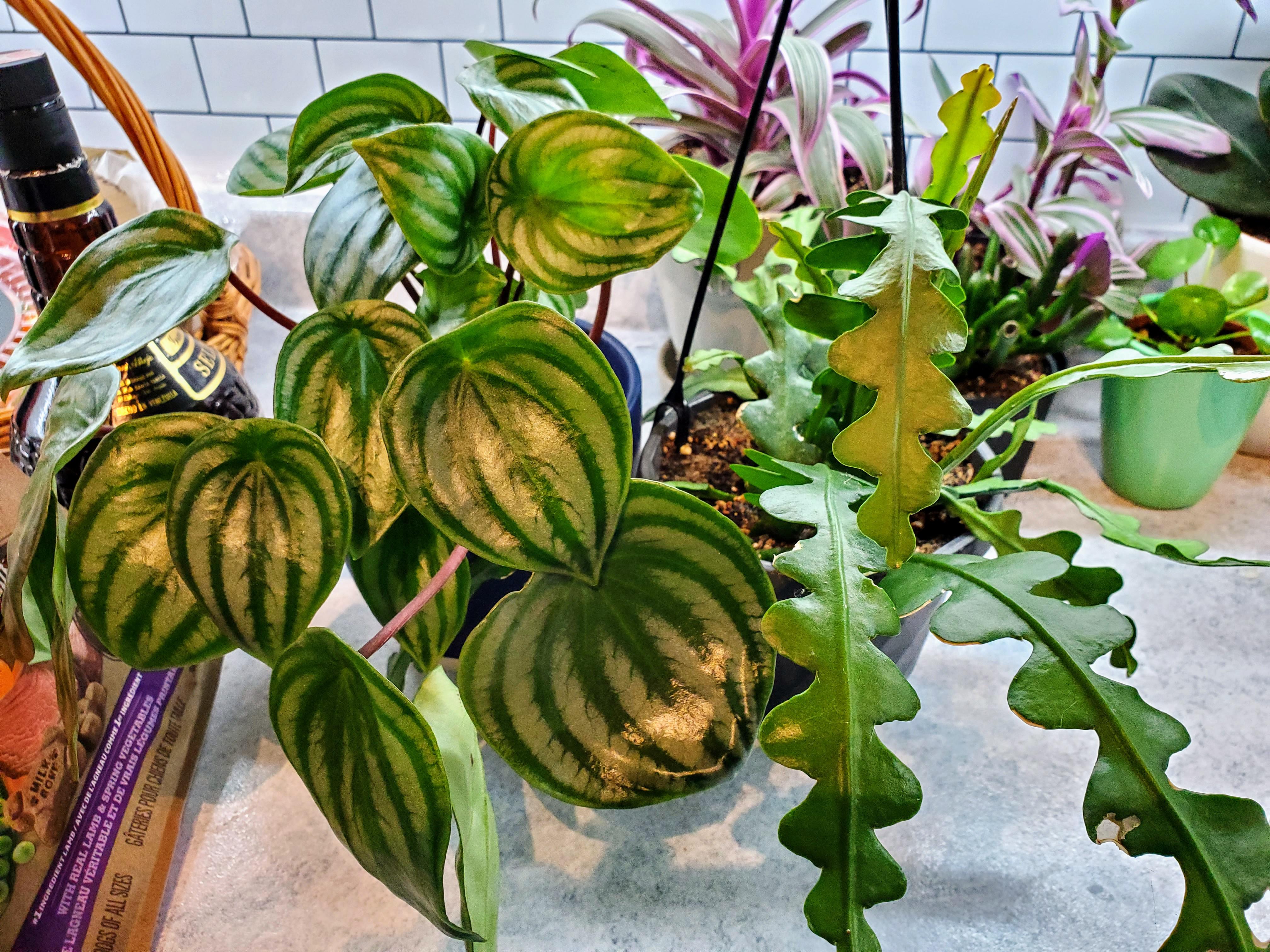 Two wishlist plants found at the orange hardware store of all places