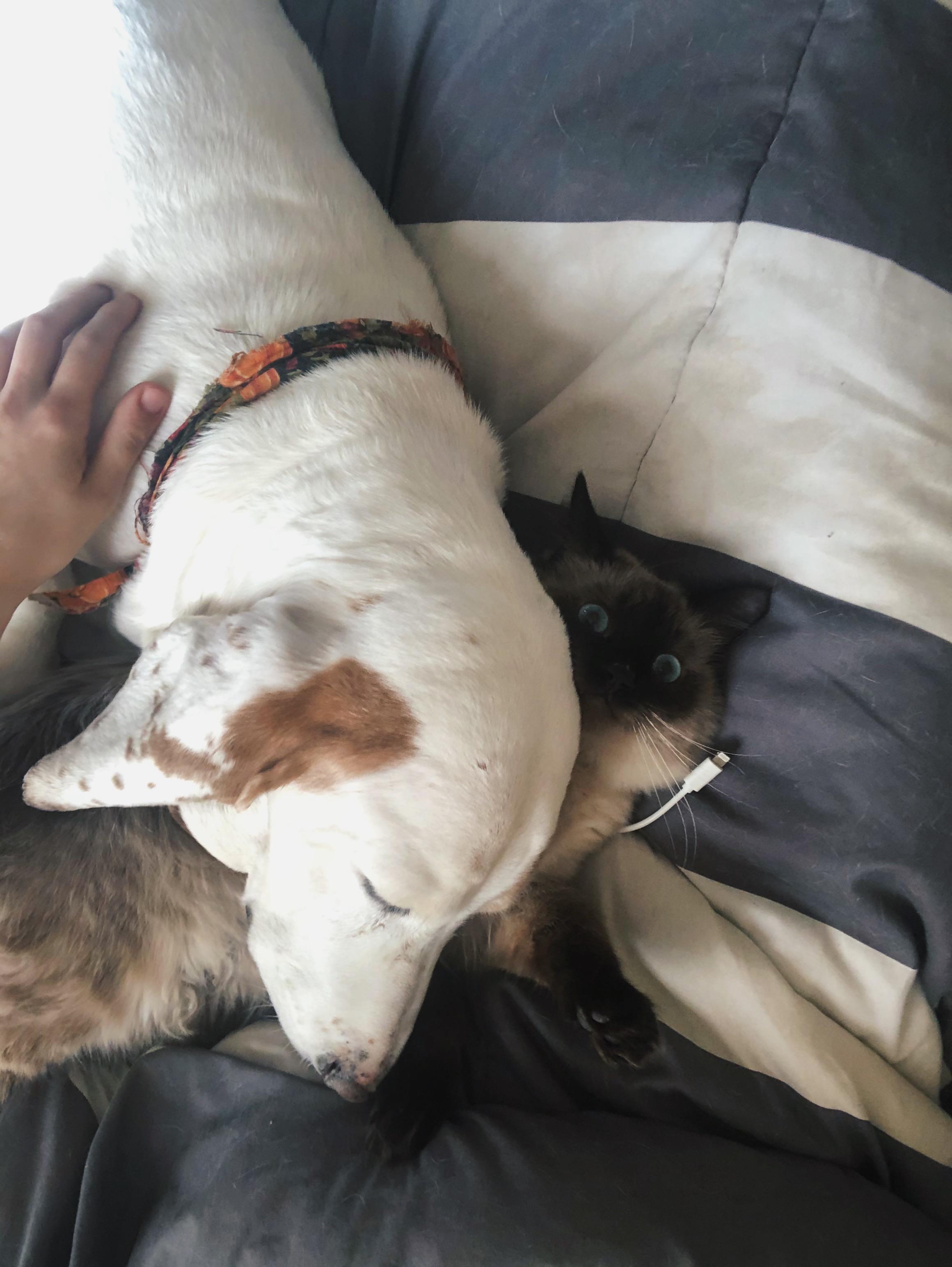 My dog got waaayyy too jealous when I was cuddling with my cat. Walked