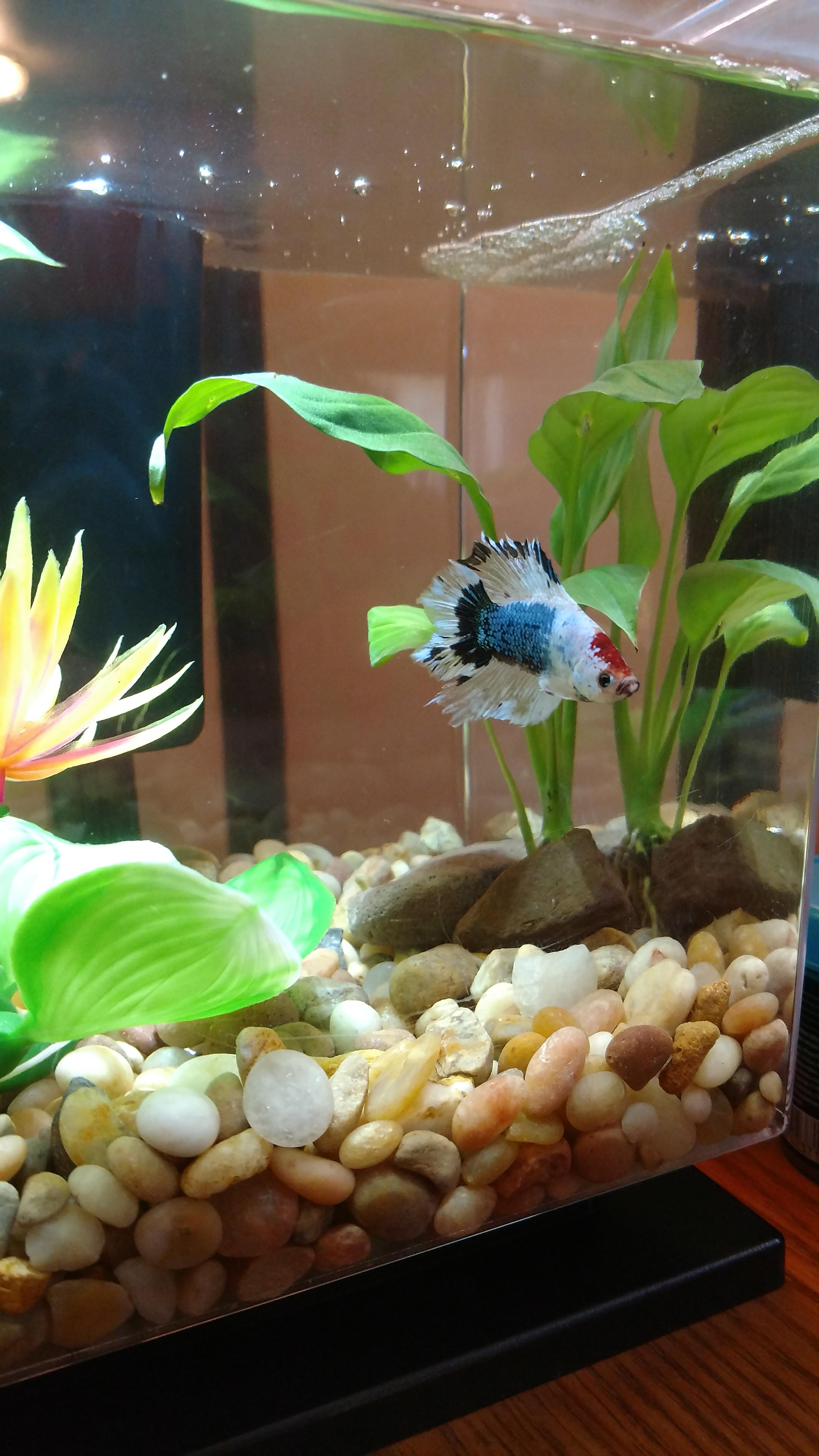 My first aquarium. Reddit meet Han. r/Aquariums