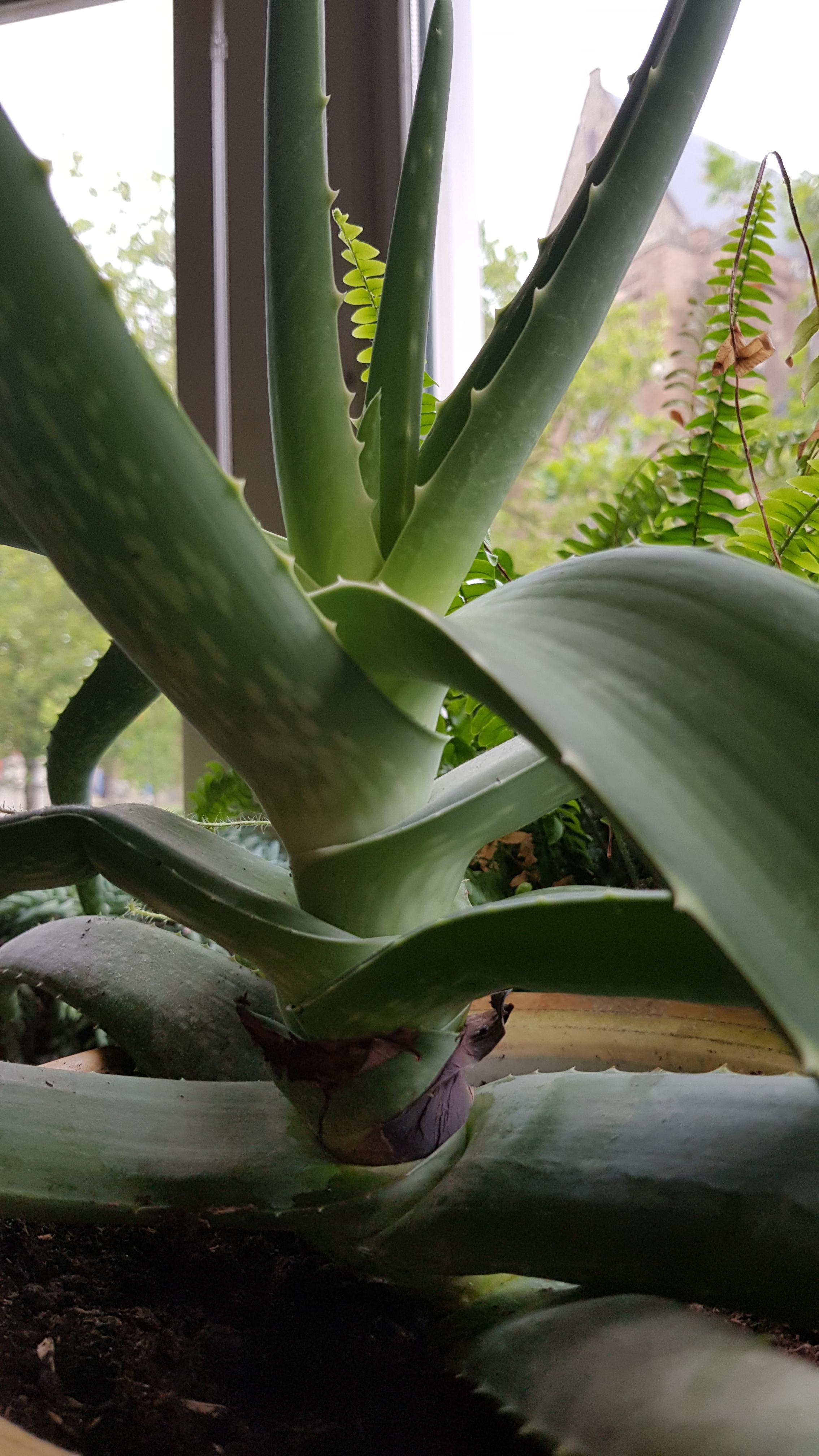 Why is my Aloe Vera growing tall instead of wide? r/plants