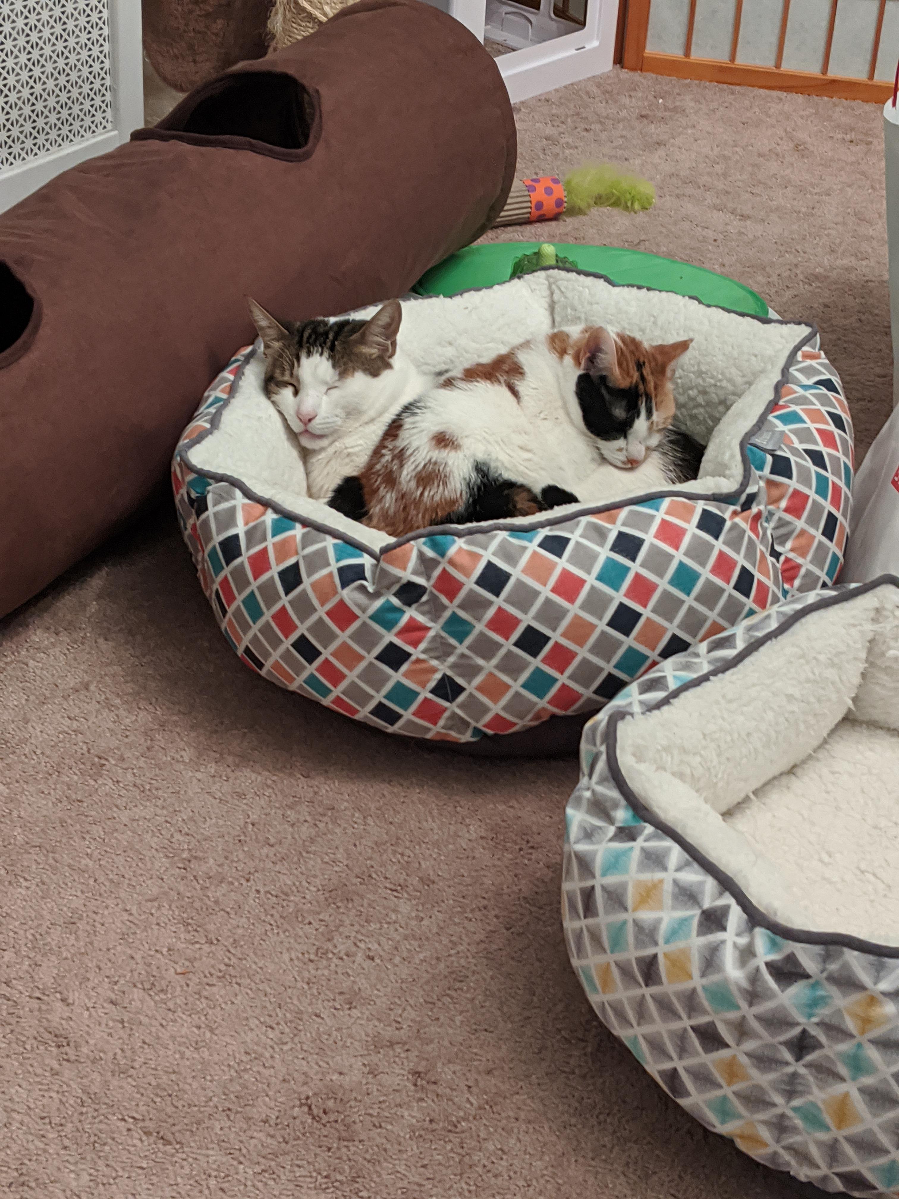 4 cat beds around and she picks the other cat to sleep on cats