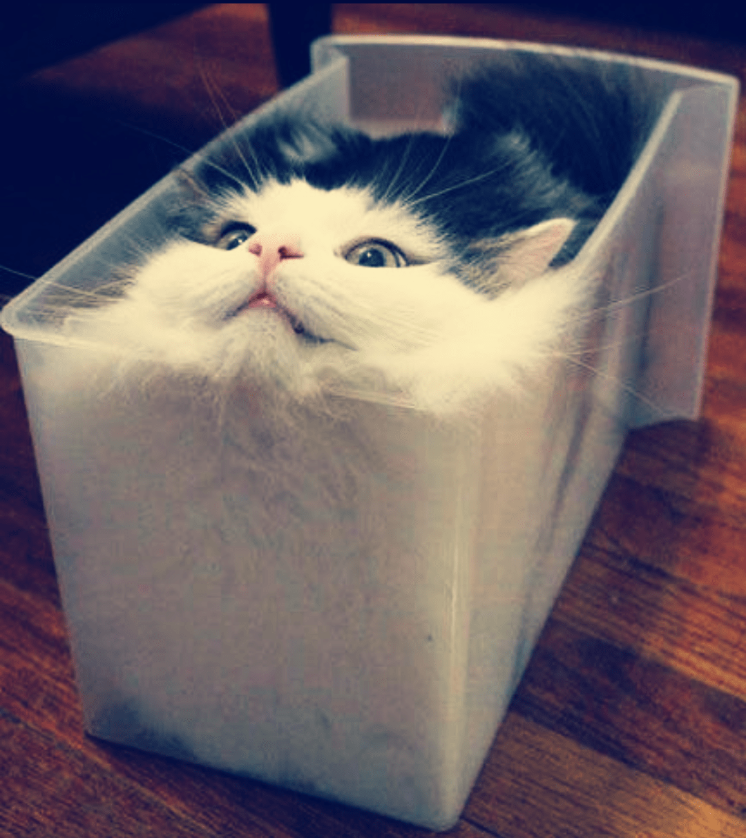 Felyn a shapeshifter master of the 4 states of matter awfuleverything