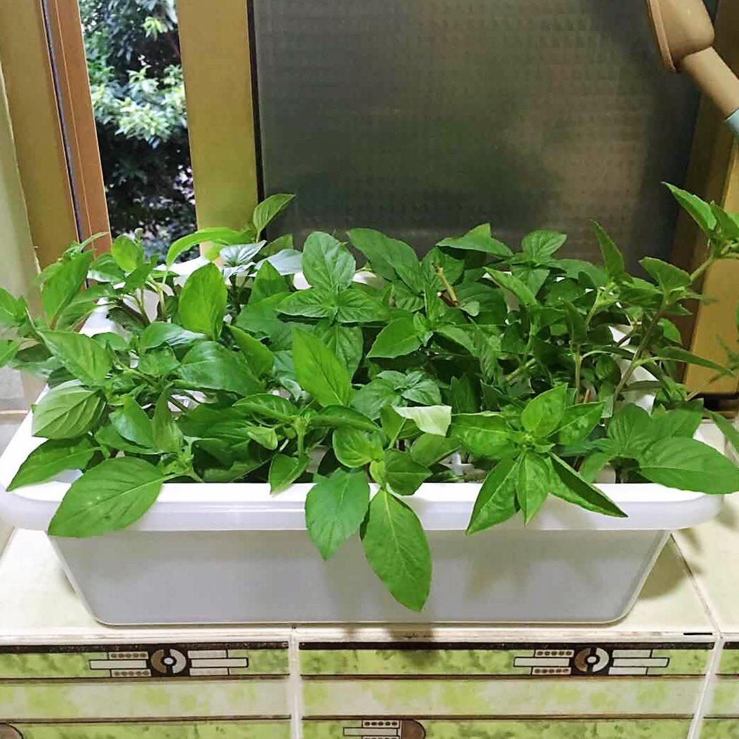 My Thai basil was growing wild so I cut some off and stick them in the water and few days later