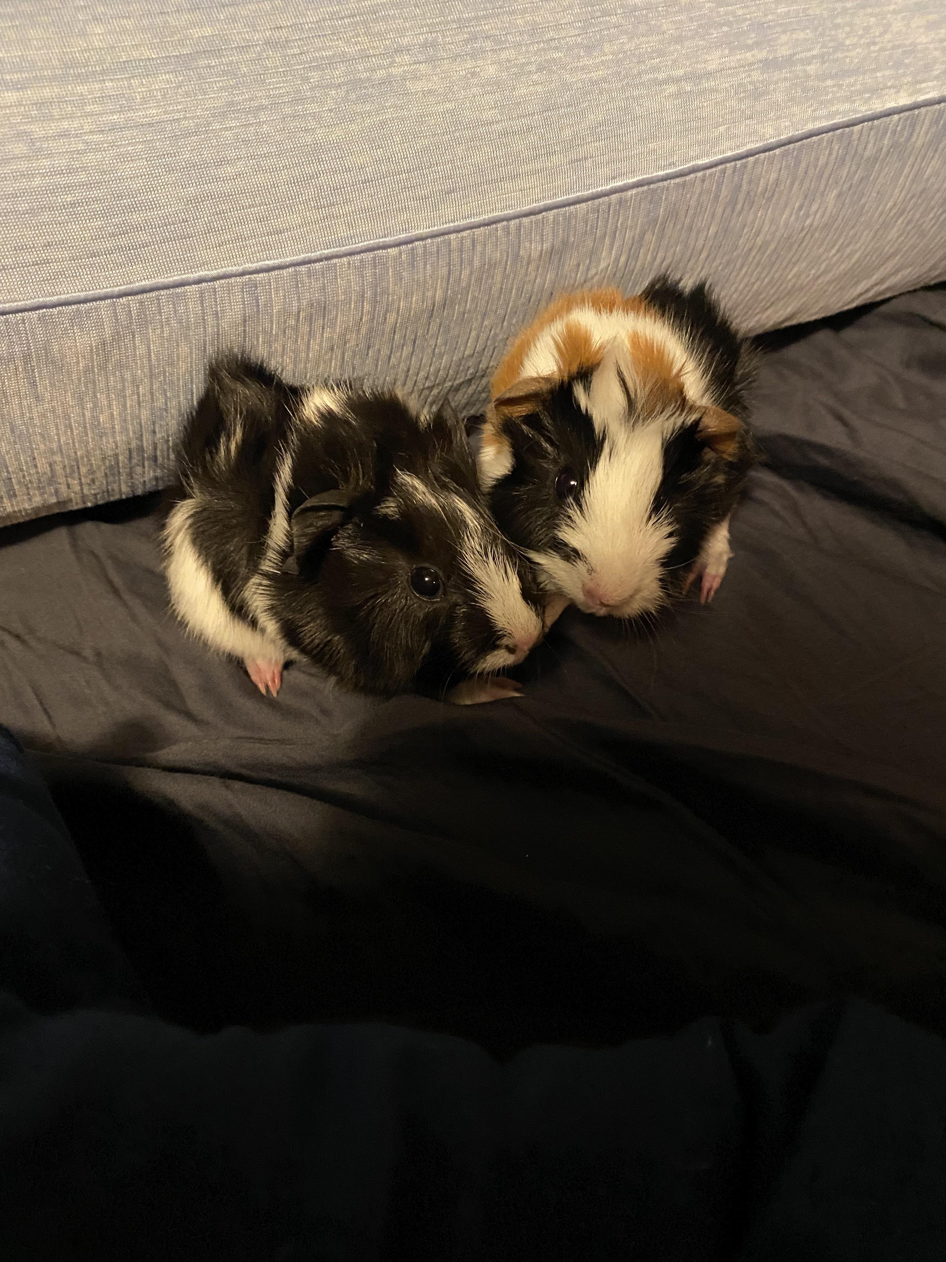 My surprise babies : r/guineapigs