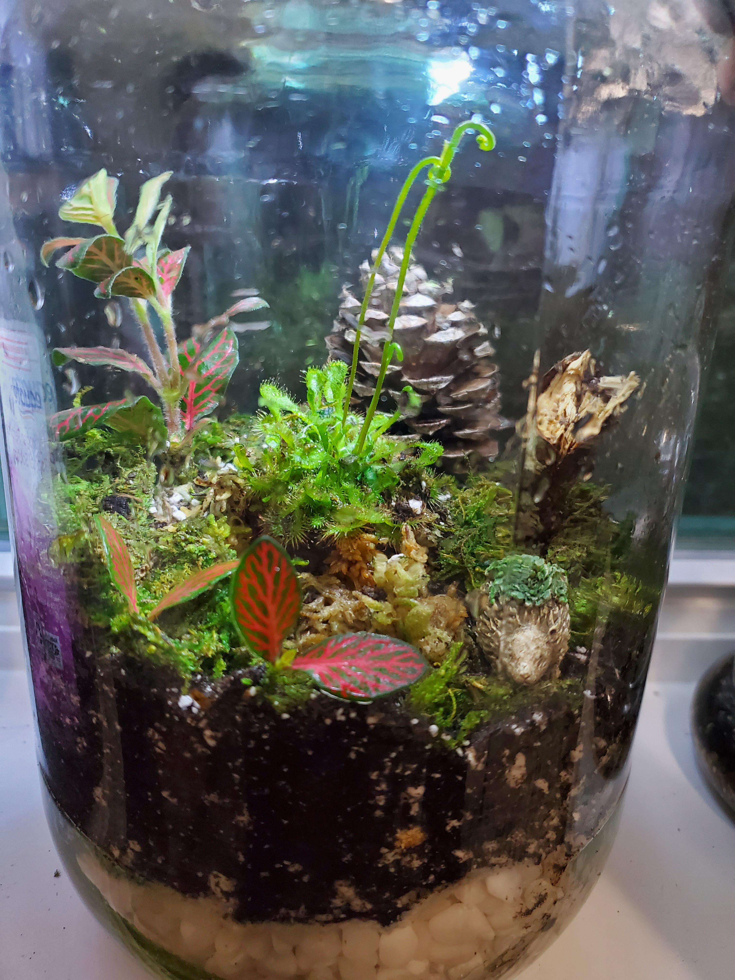 First terrarium build. Having mold issues. No springtails and having a