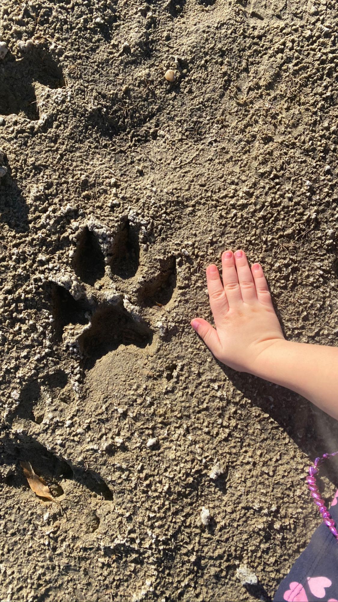 Is this mountain lion? It’s in Colorado. Some of the tracks do have