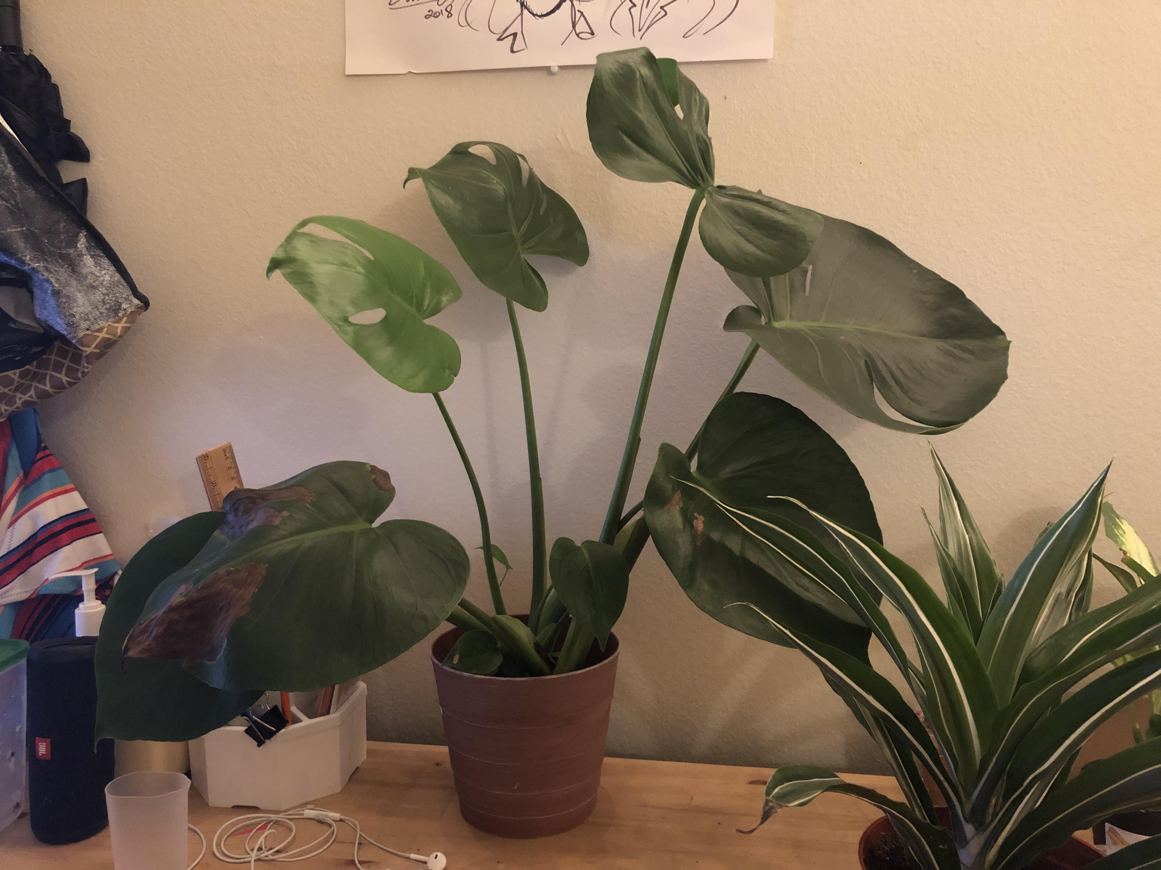Should I rotate my monstera so it doesn’t get totally lopsided towards