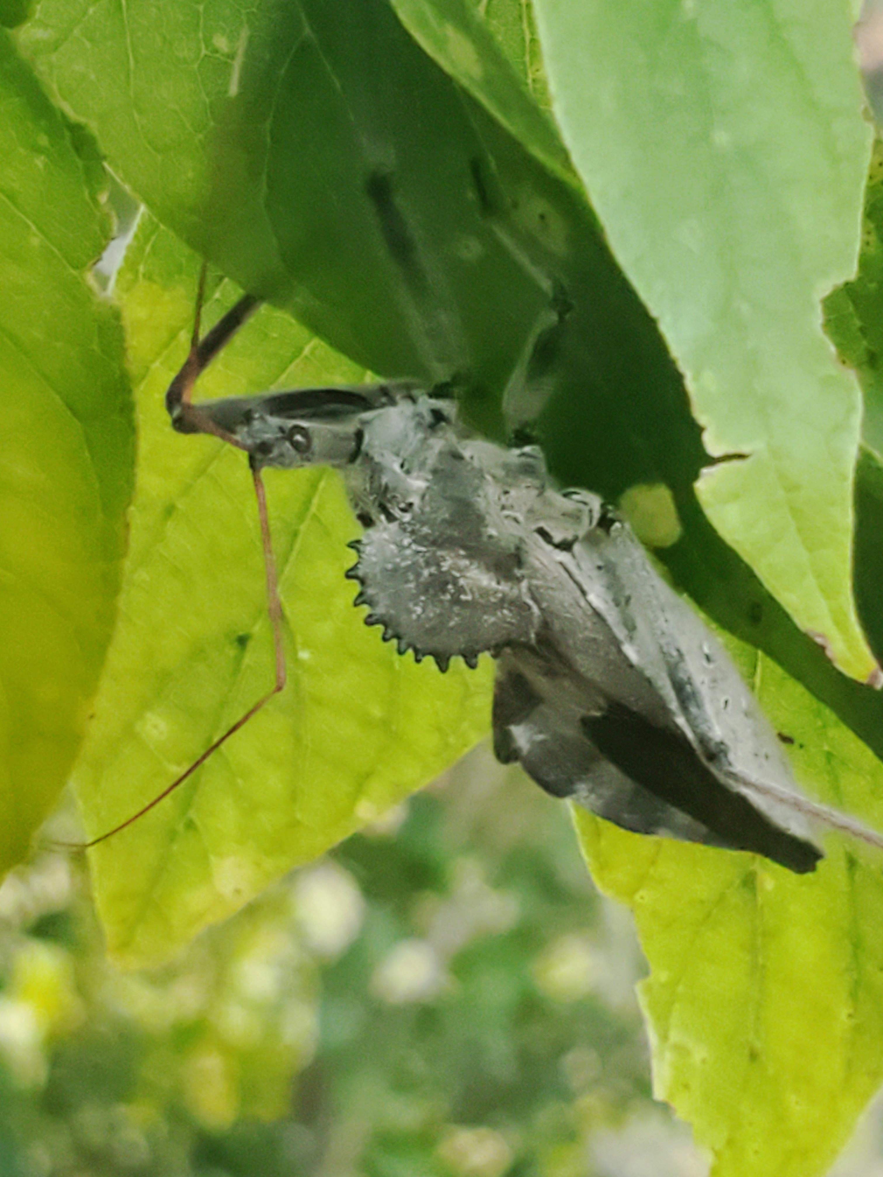 Wheel Bug, Walburg TX r/whatsthisbug