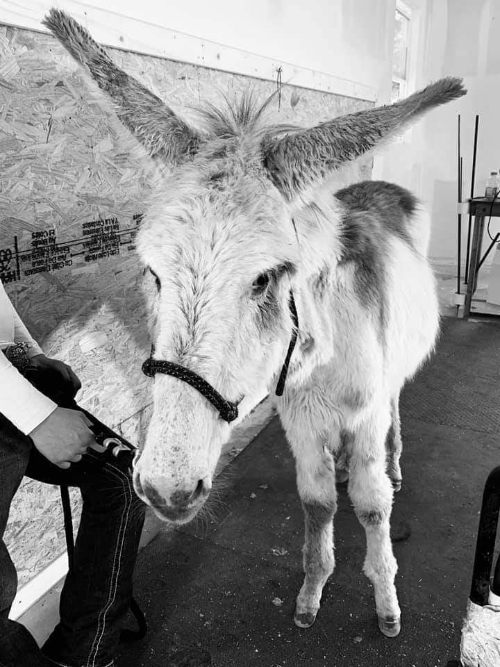 Donkey not braying anymore? Donkeys