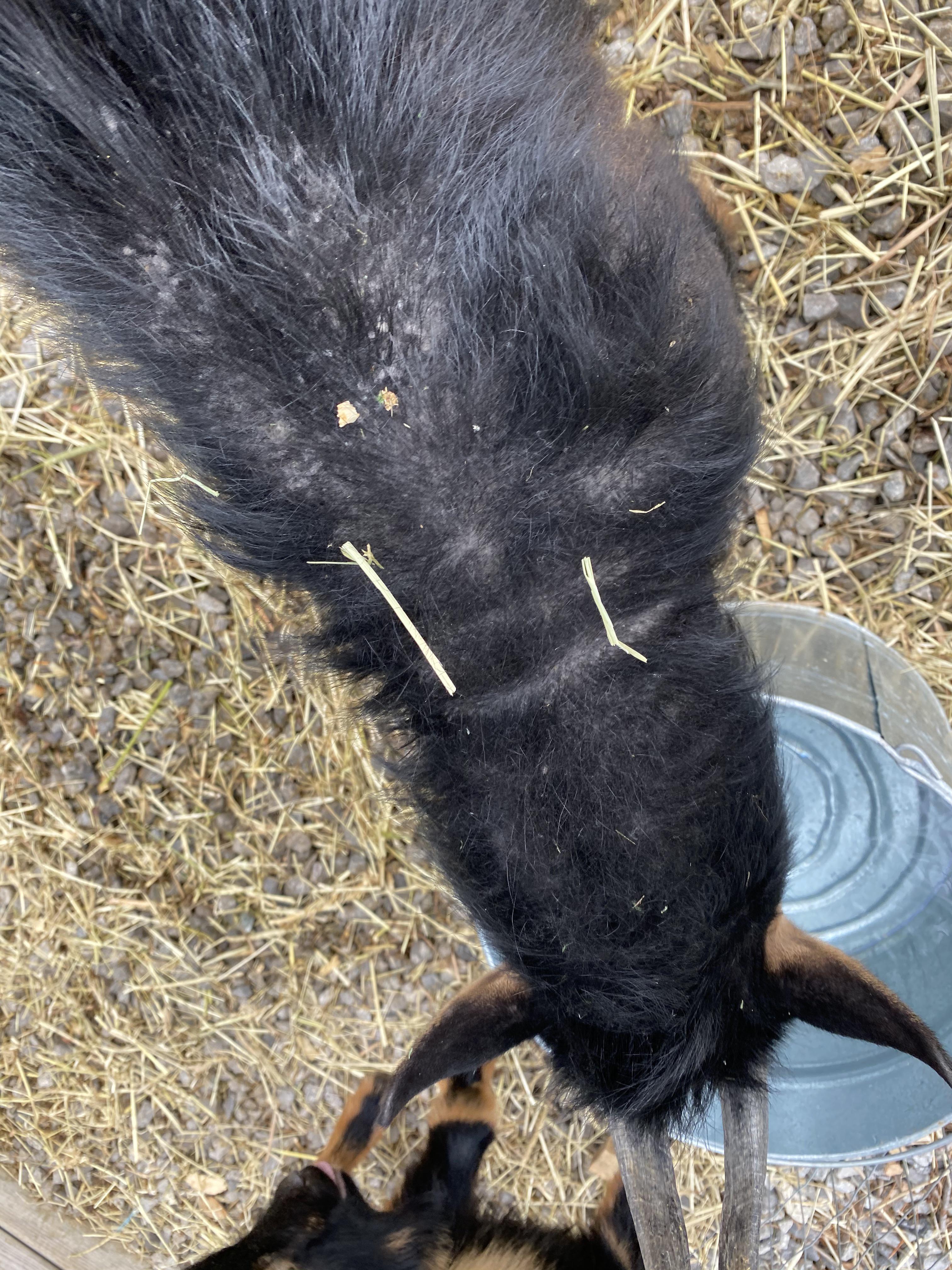 Anyone know what the cause of my Pygmy’s hair loss is? r/goats