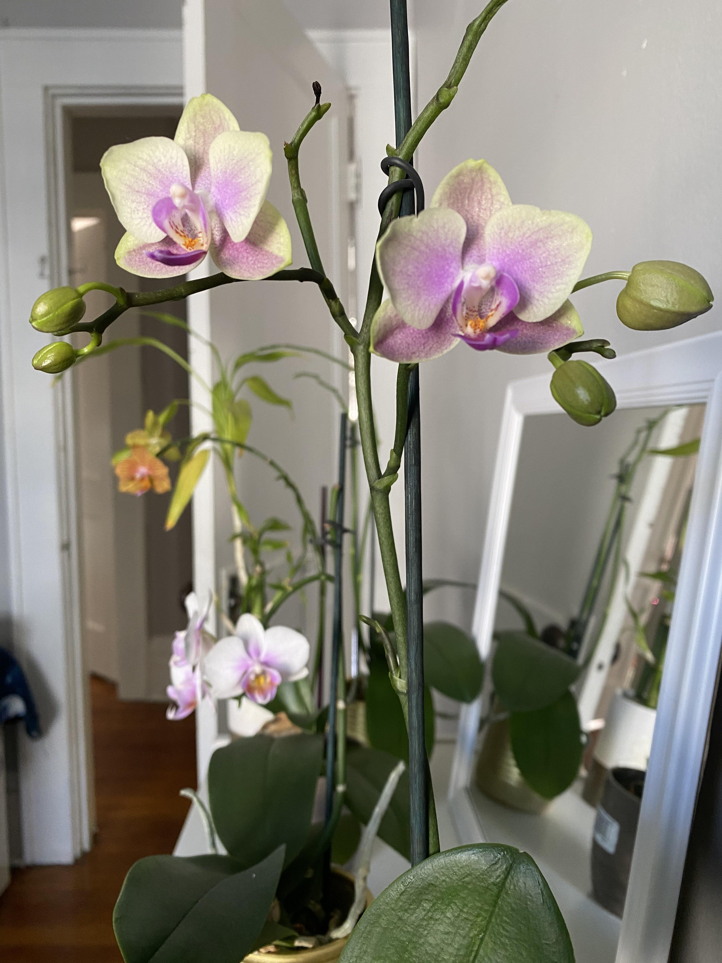 Bought these dying orchids for 0.99 at Kroger LAST YEAR and here they
