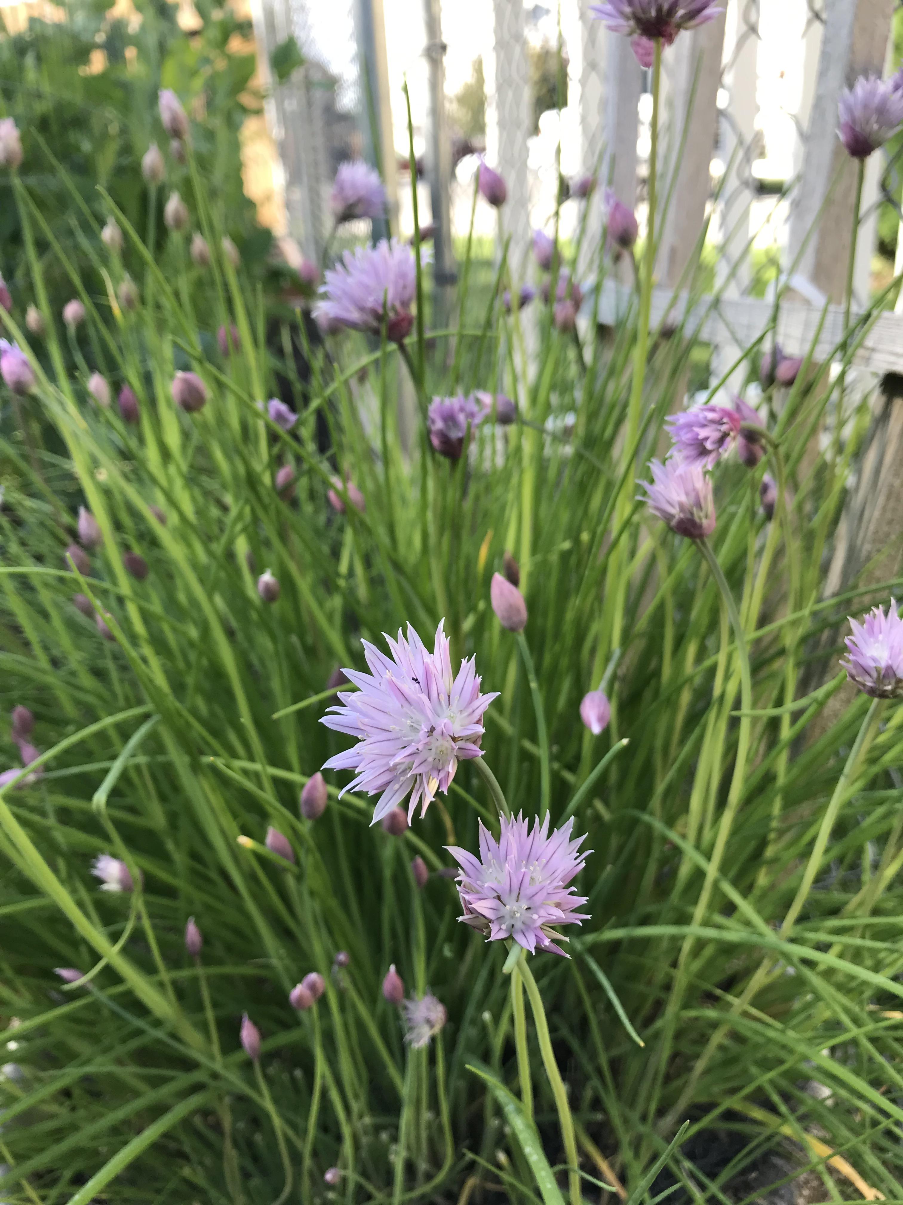 My chives are blooming. I’m pleasantly surprised at how pretty the
