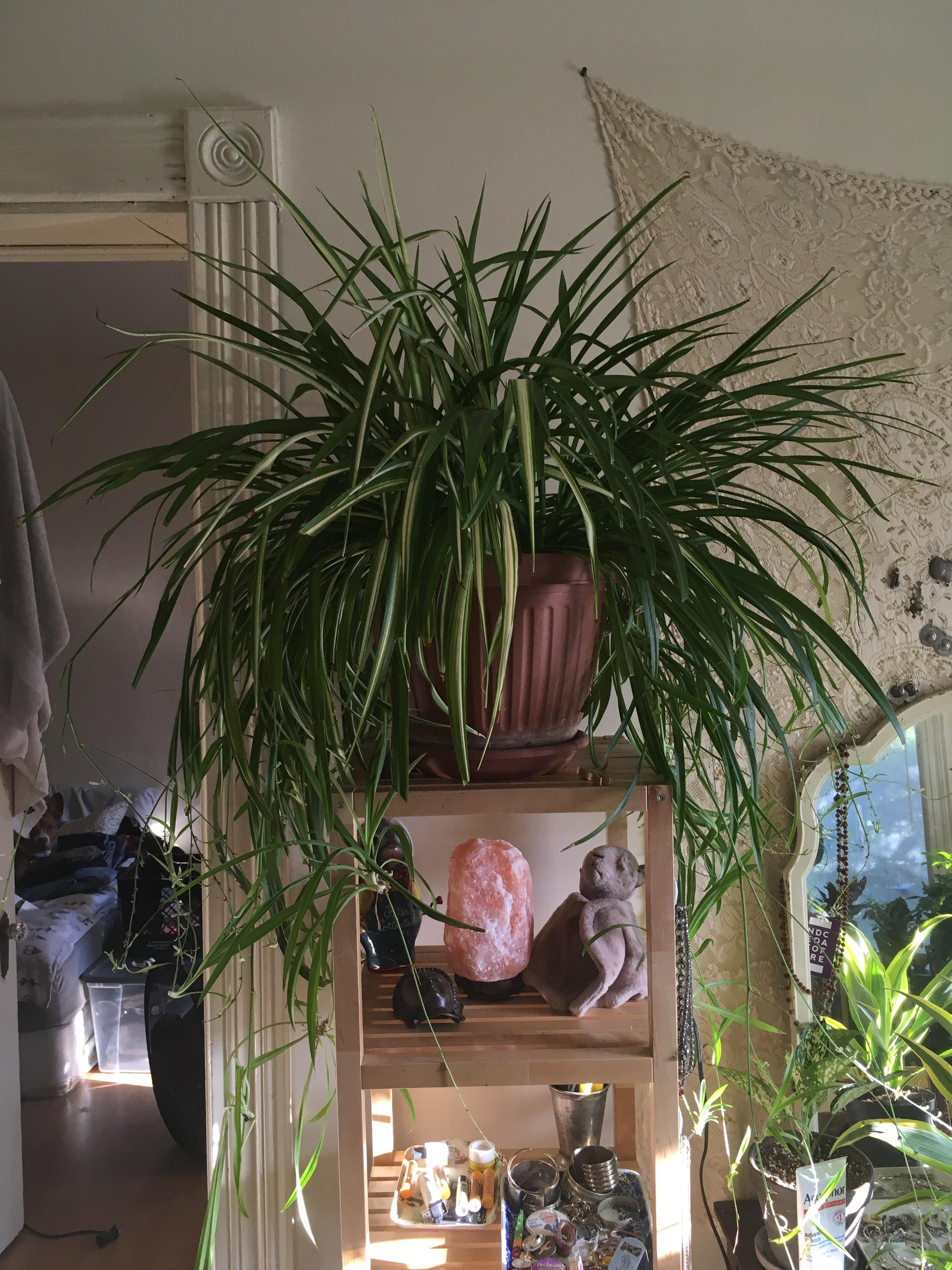 You guys seemed to love my giant spider plant, so here she is in all