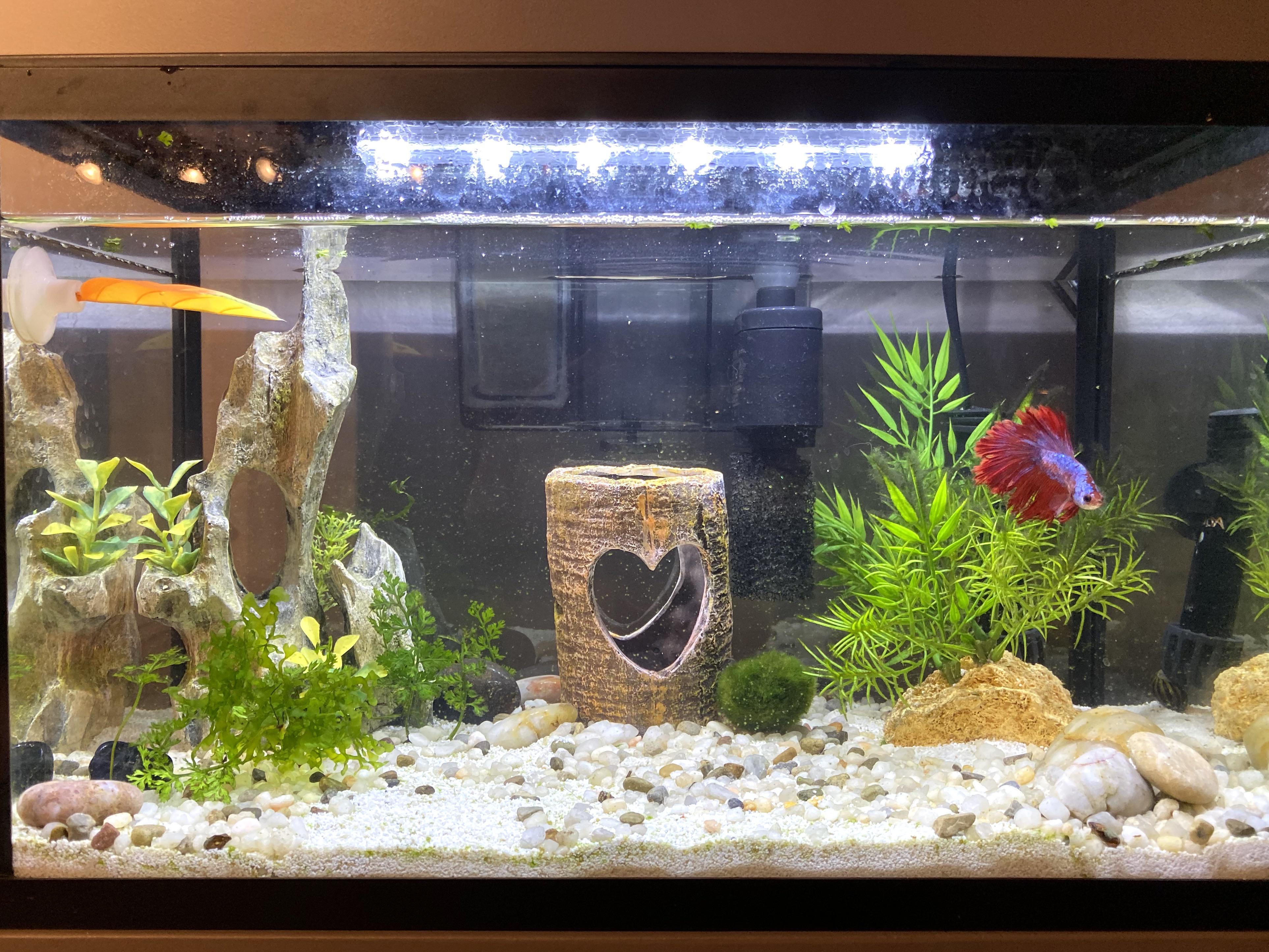 really liking how the tank is turning out any suggestions for the