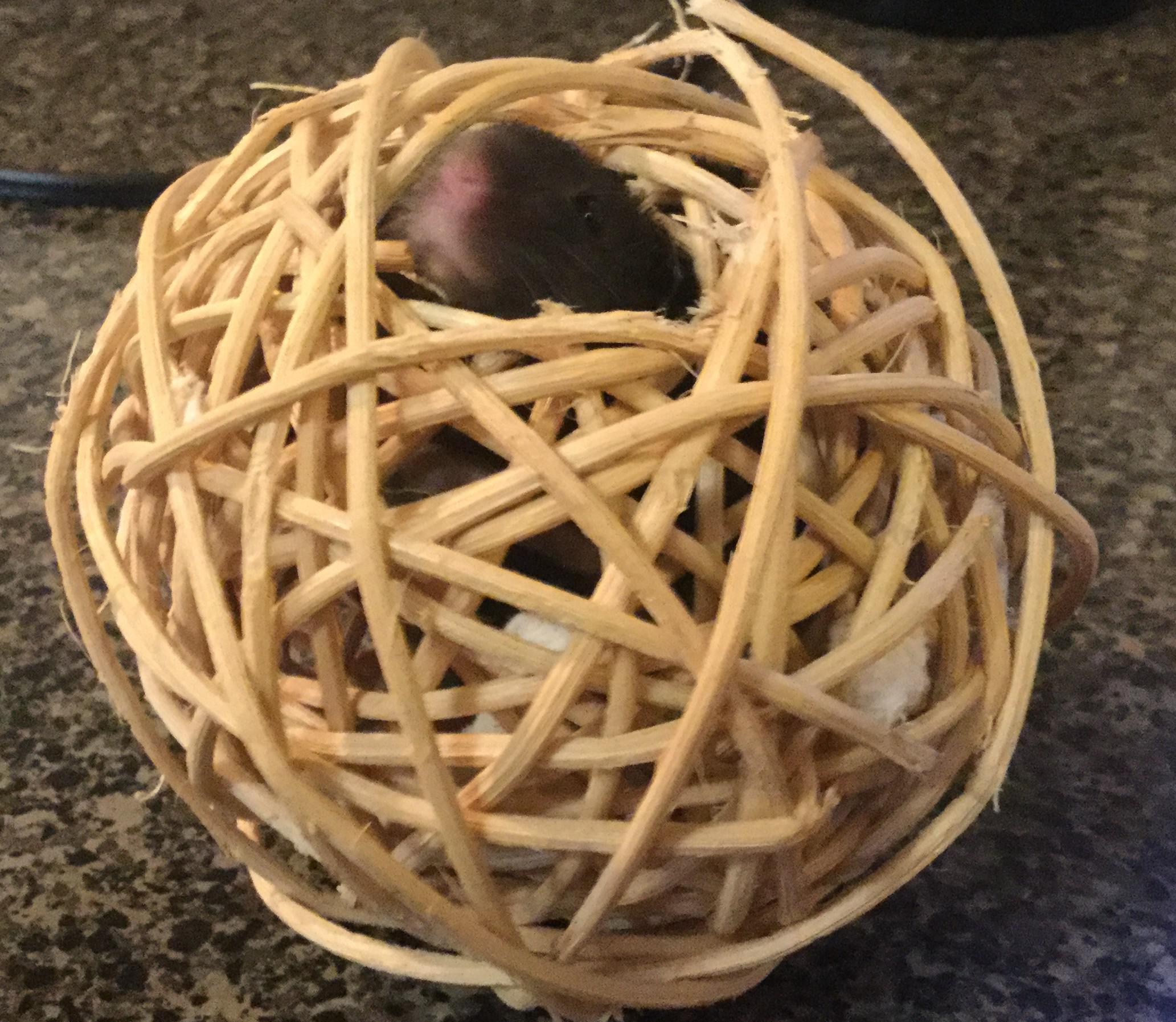 My mouse made a cocoon, how long until he emerges? r/PetMice