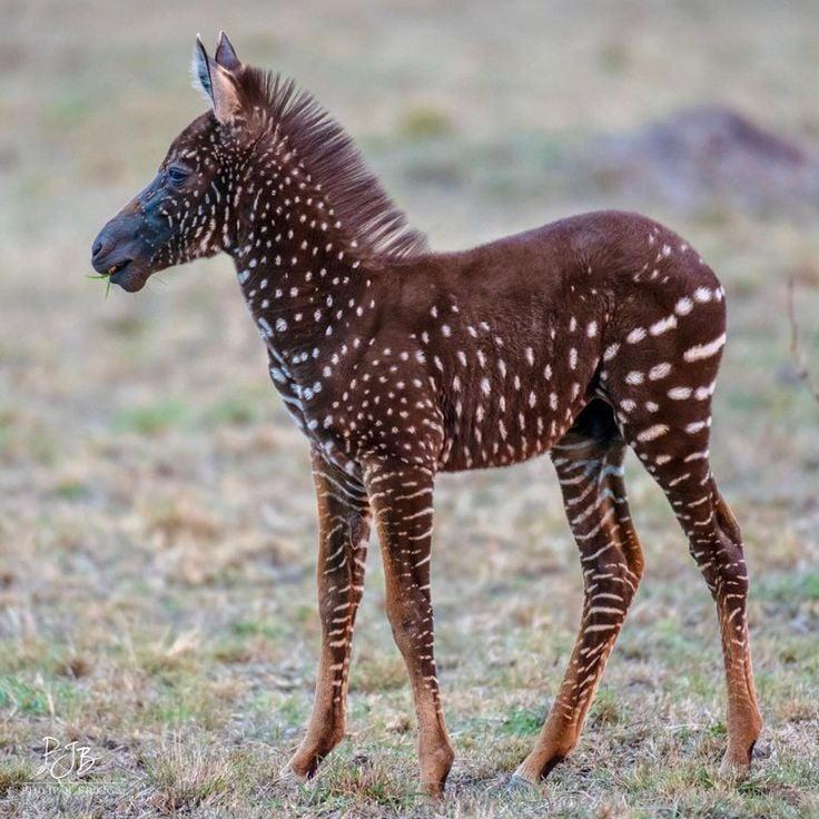 Rare dotted zebra foal. The eyecatching animal, seen in Kenya’s Masai