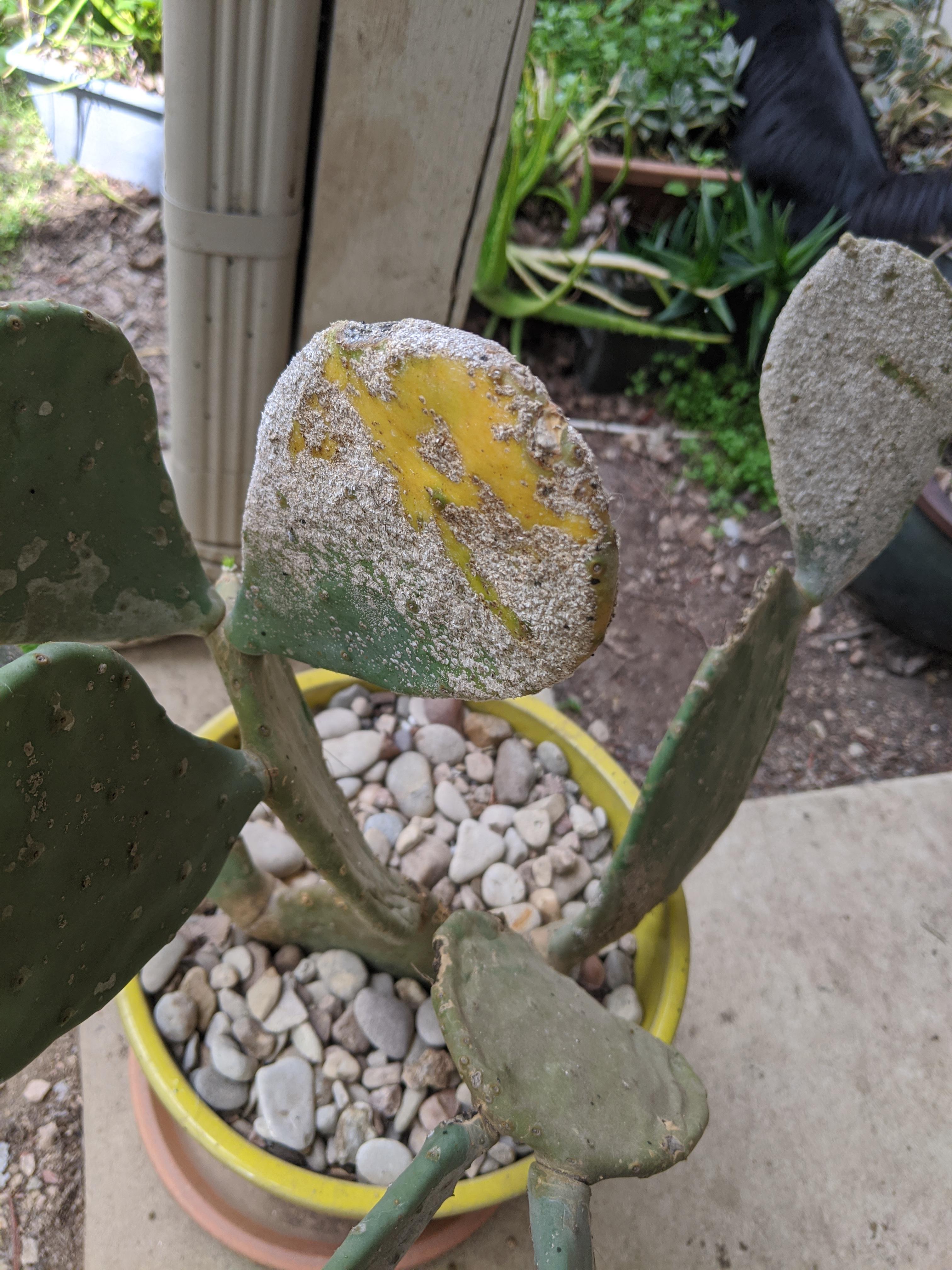 Is this sun burn on my cactus? r/plantclinic