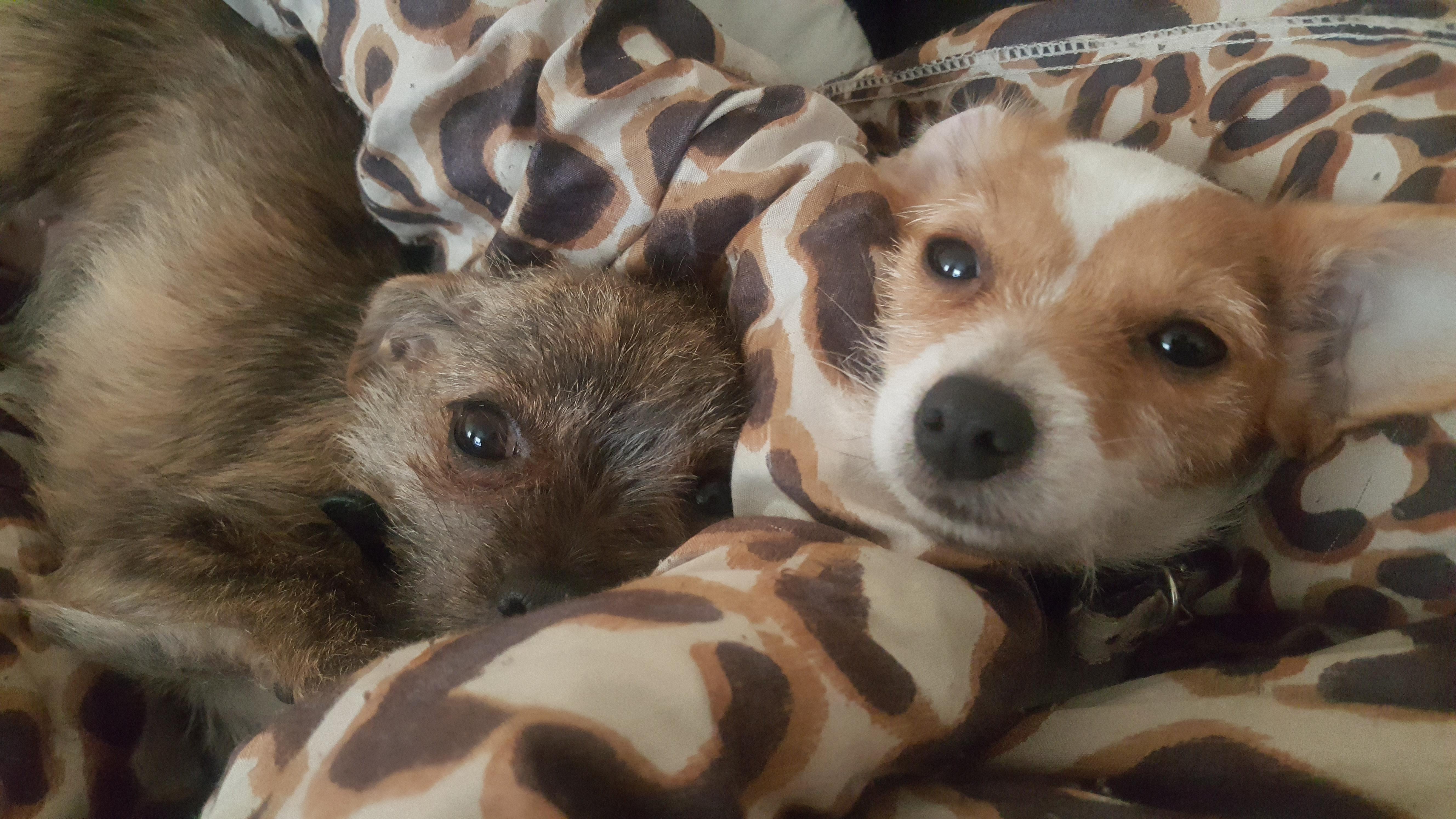 What I wake up to every morning dogpictures