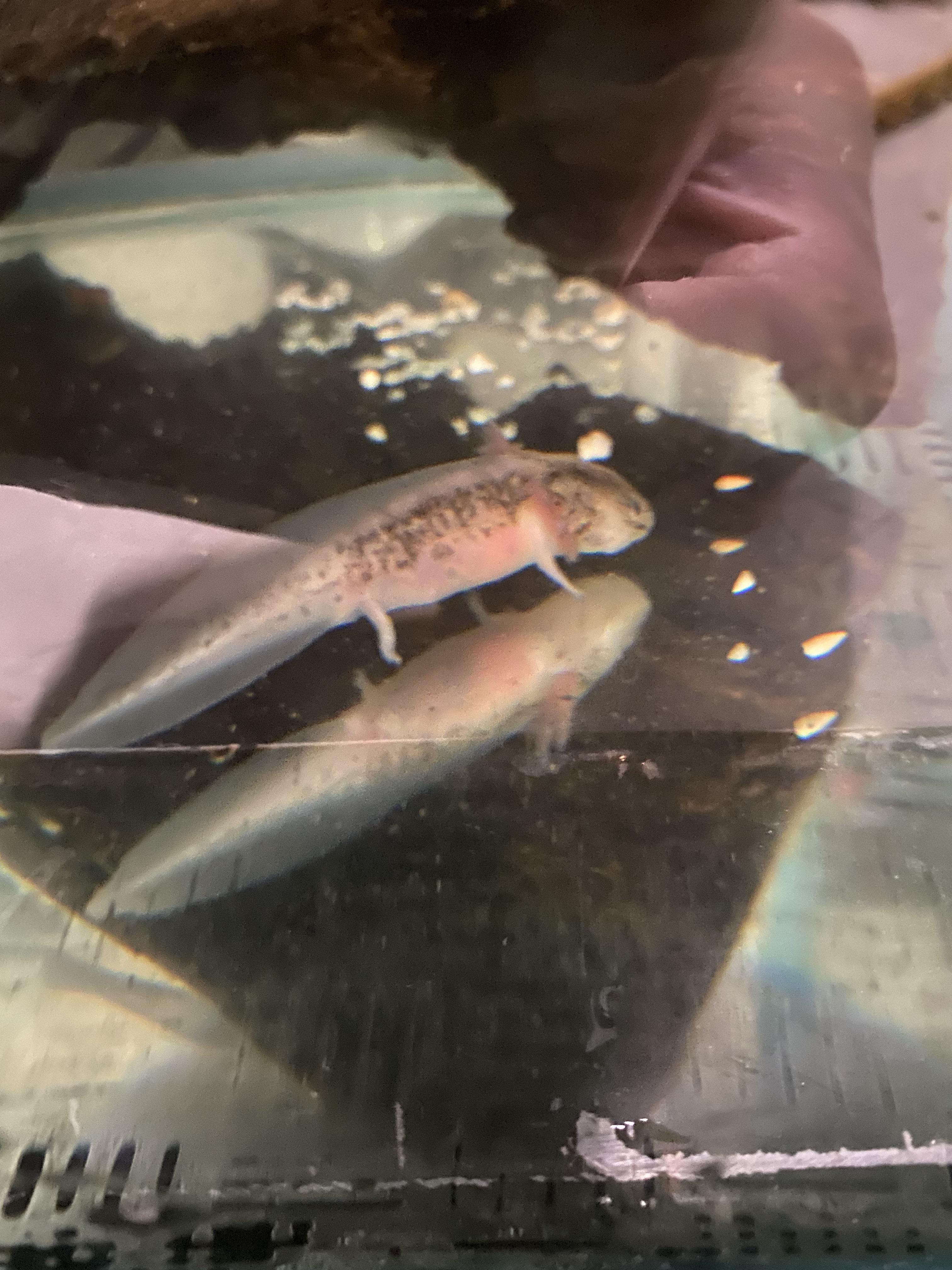Update on my babies I posted their legs are growing back!!!! r/axolotls