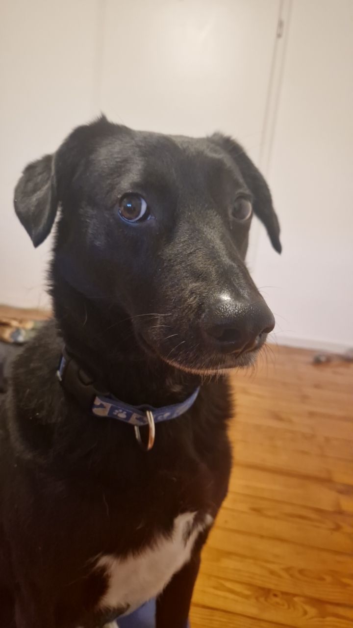 My dog giving me some serious sideeye while I work out r/FunnyAnimals