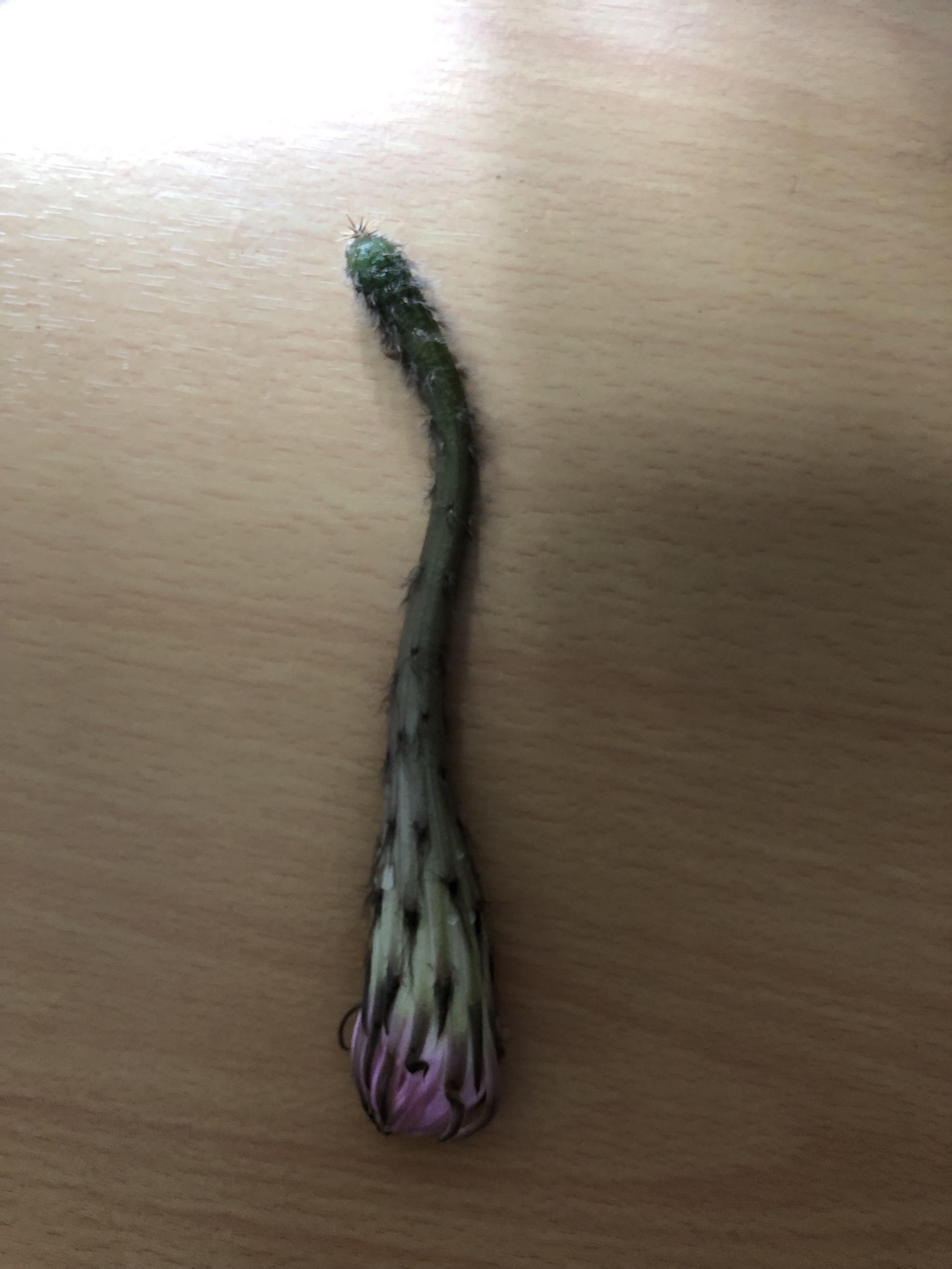 This fell off one of my cacti would I be able to put the bottom part